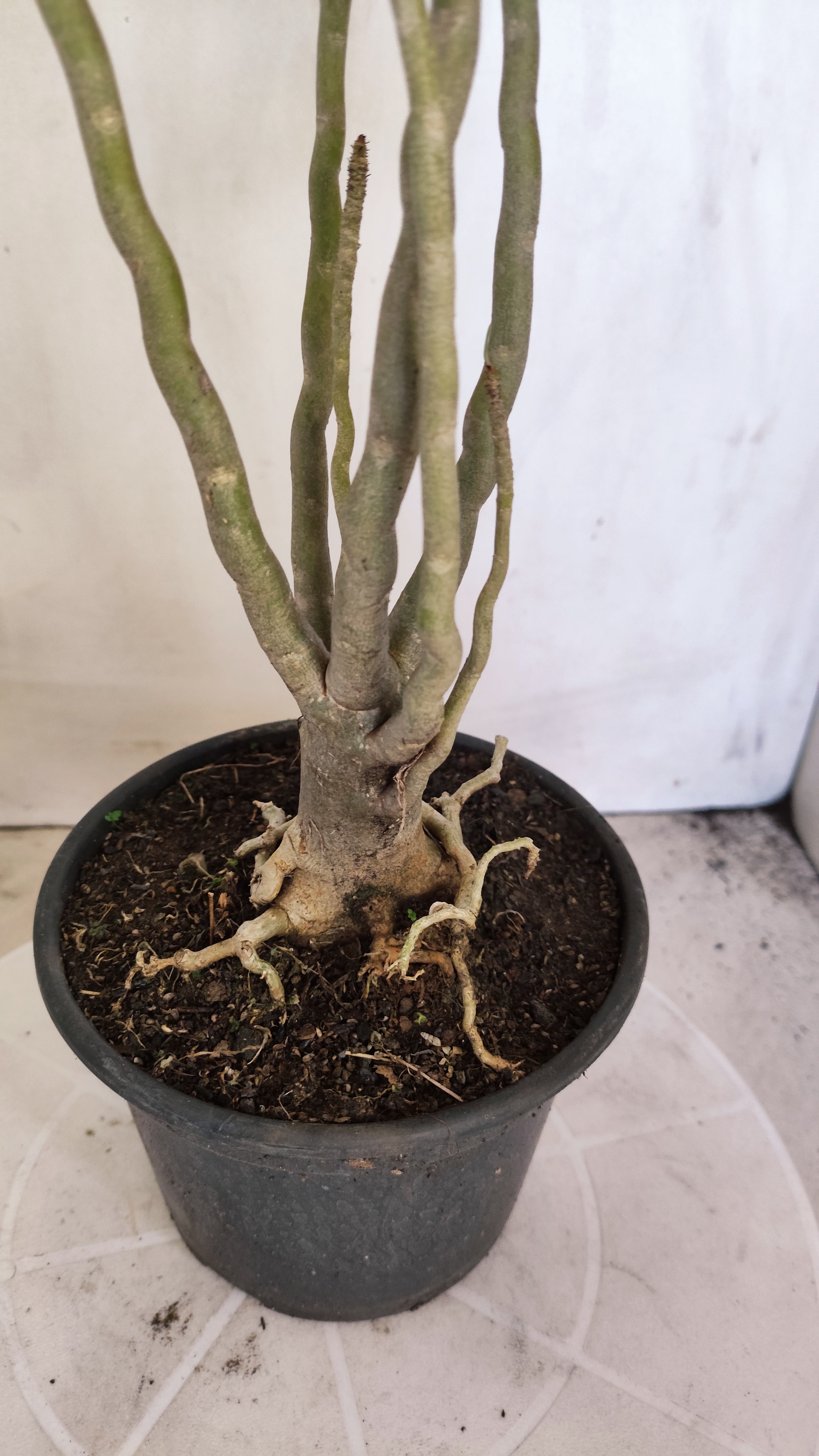 Planta Dobrada 3992 – 35cm – 03 anos