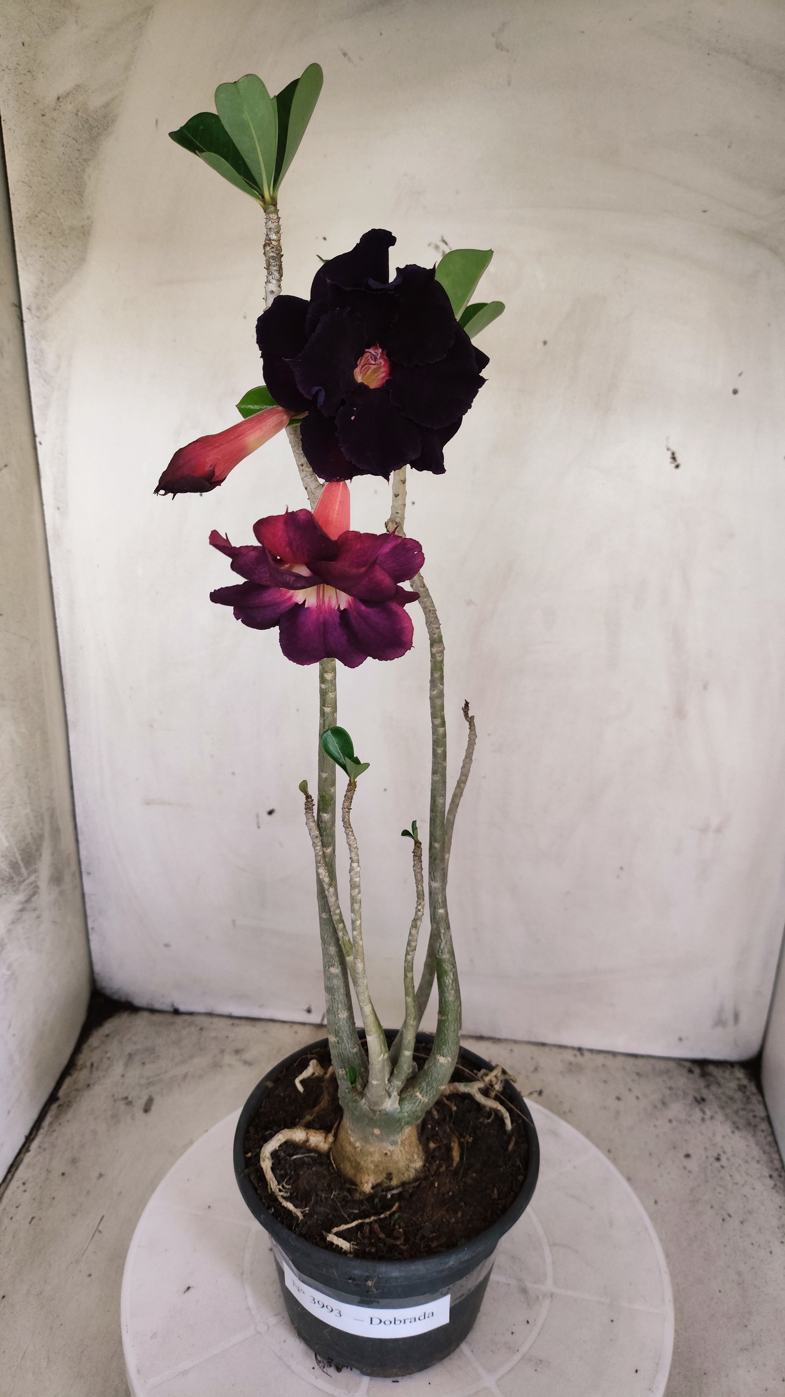 Planta Dobrada 3993 – 35cm – 03 anos