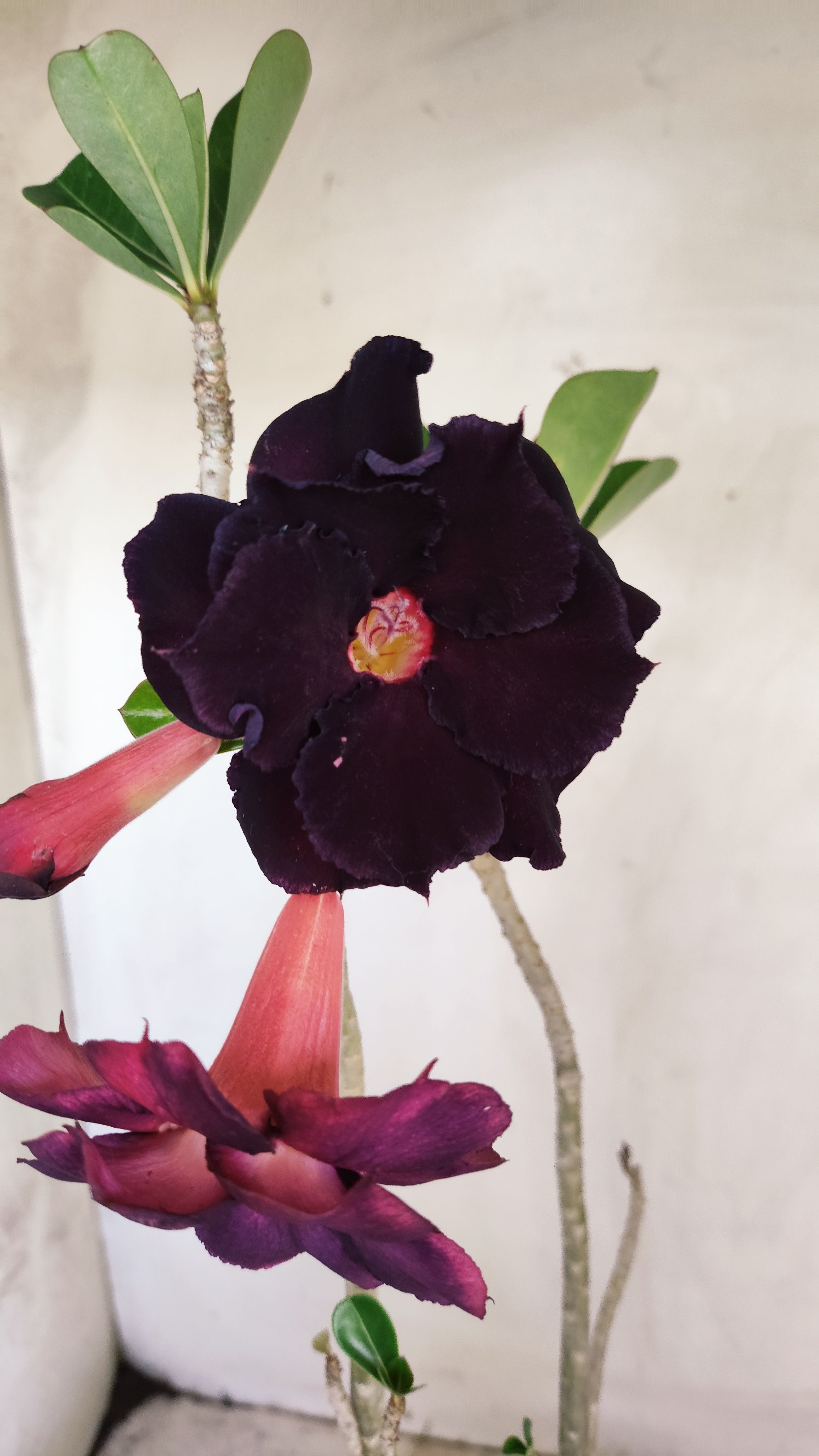 Planta Dobrada 3993 – 35cm – 03 anos