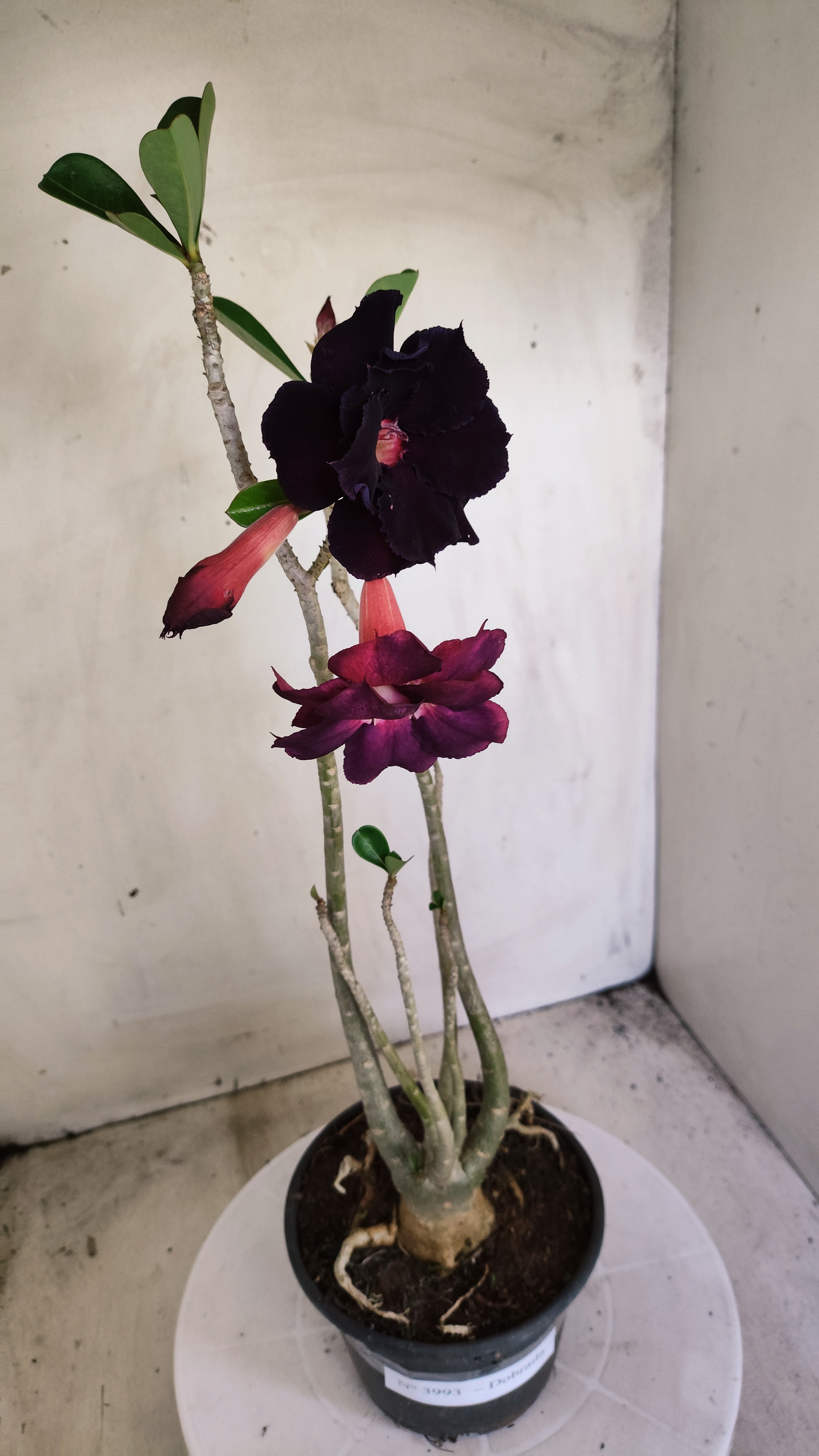 Planta Dobrada 3993 – 35cm – 03 anos