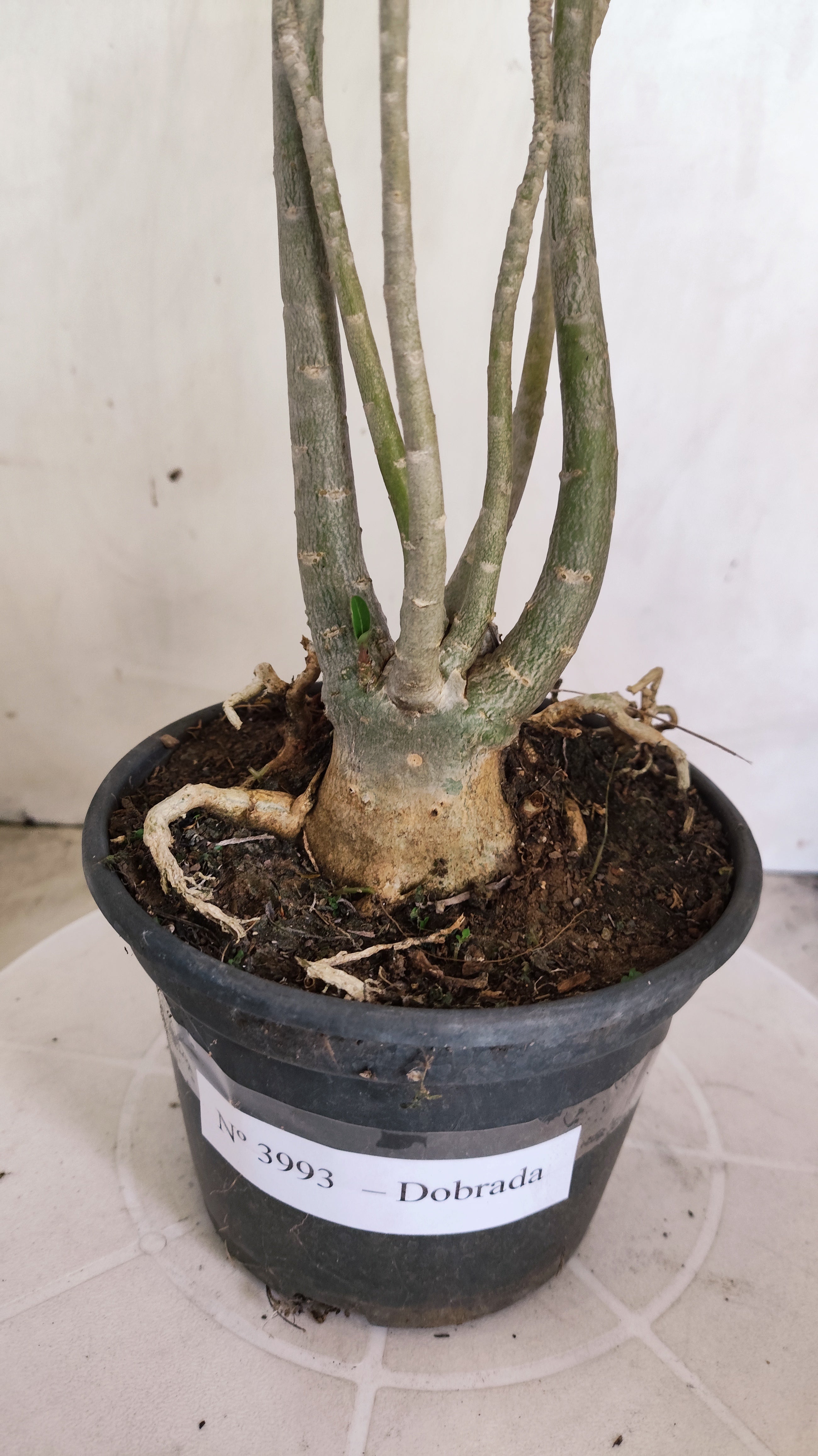 Planta Dobrada 3993 – 35cm – 03 anos
