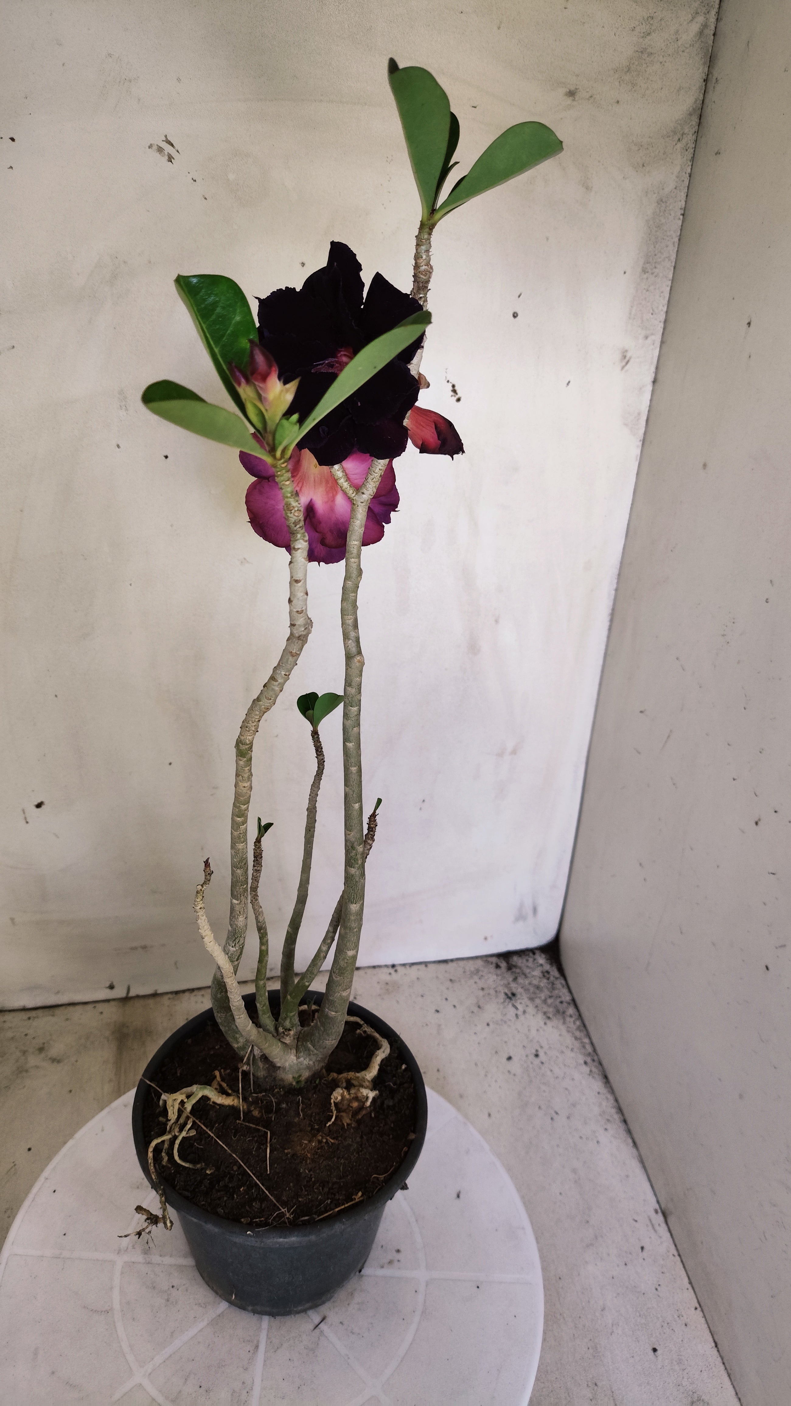 Planta Dobrada 3993 – 35cm – 03 anos