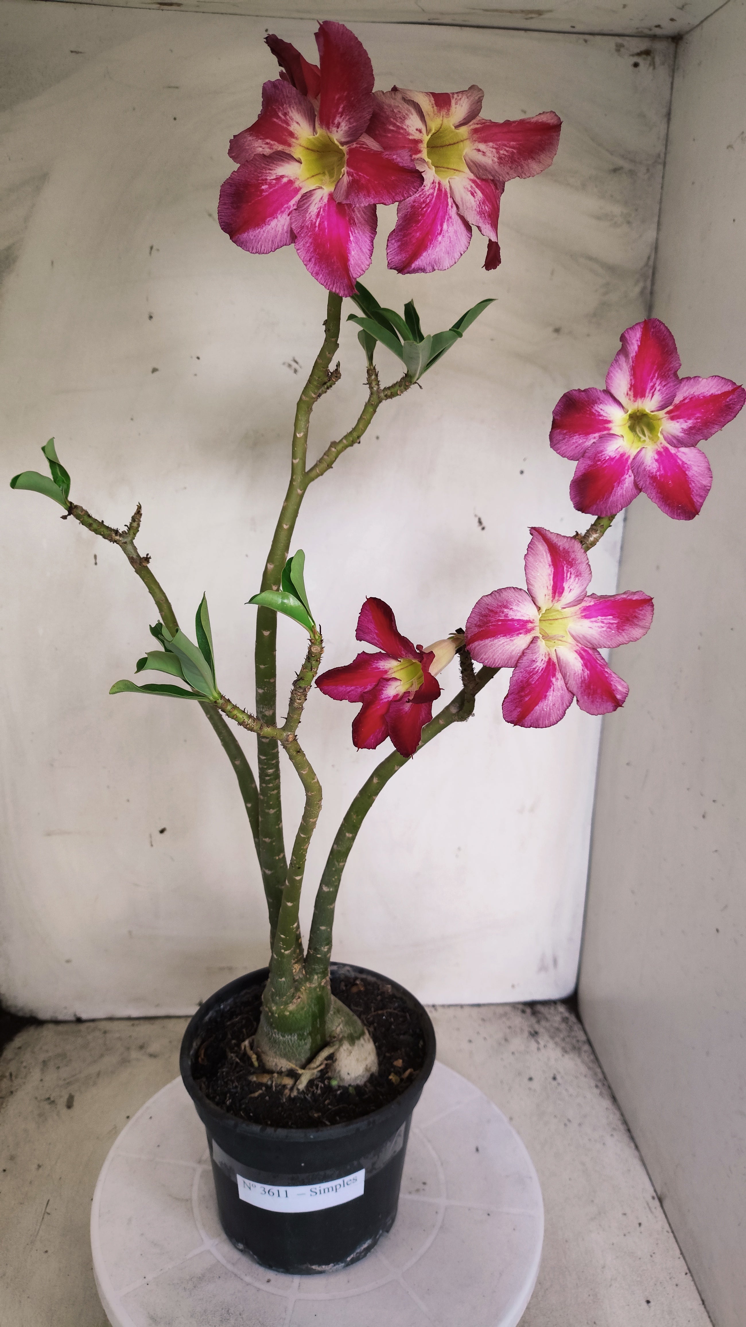 Planta Simples 3611 – 40cm – 03 anos