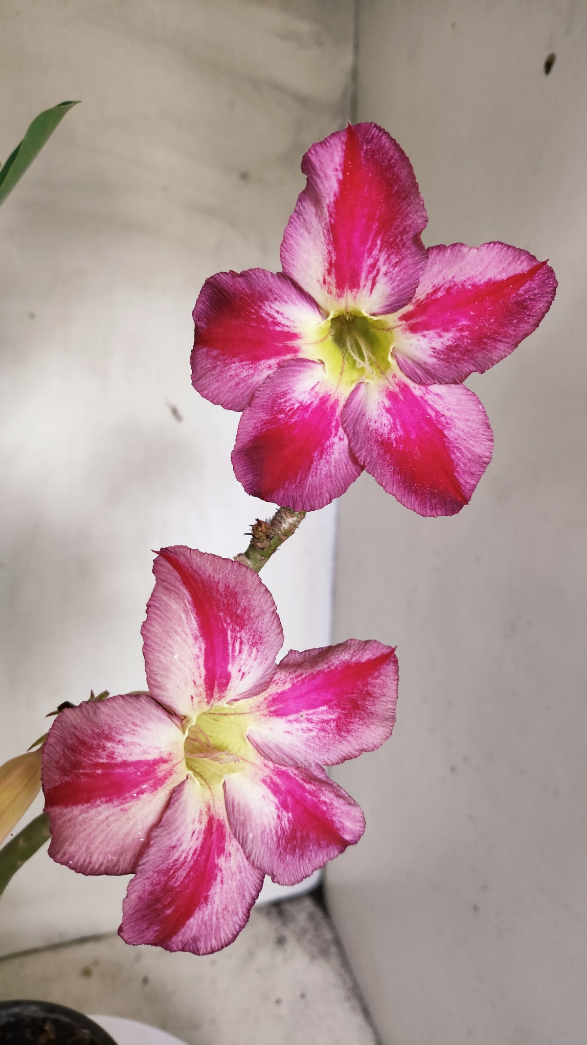 Planta Simples 3611 – 40cm – 03 anos
