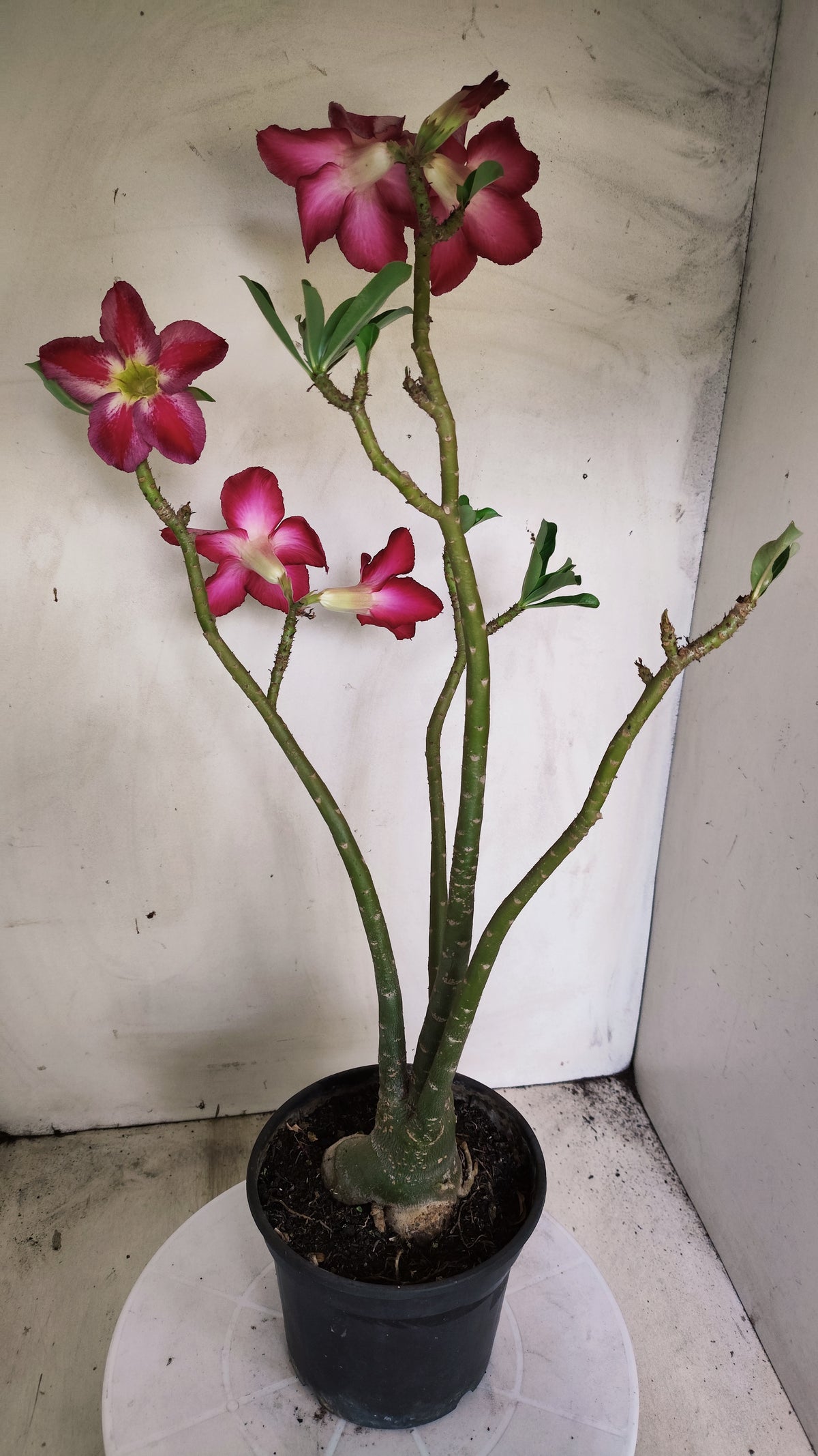 Planta Simples 3611 – 40cm – 03 anos