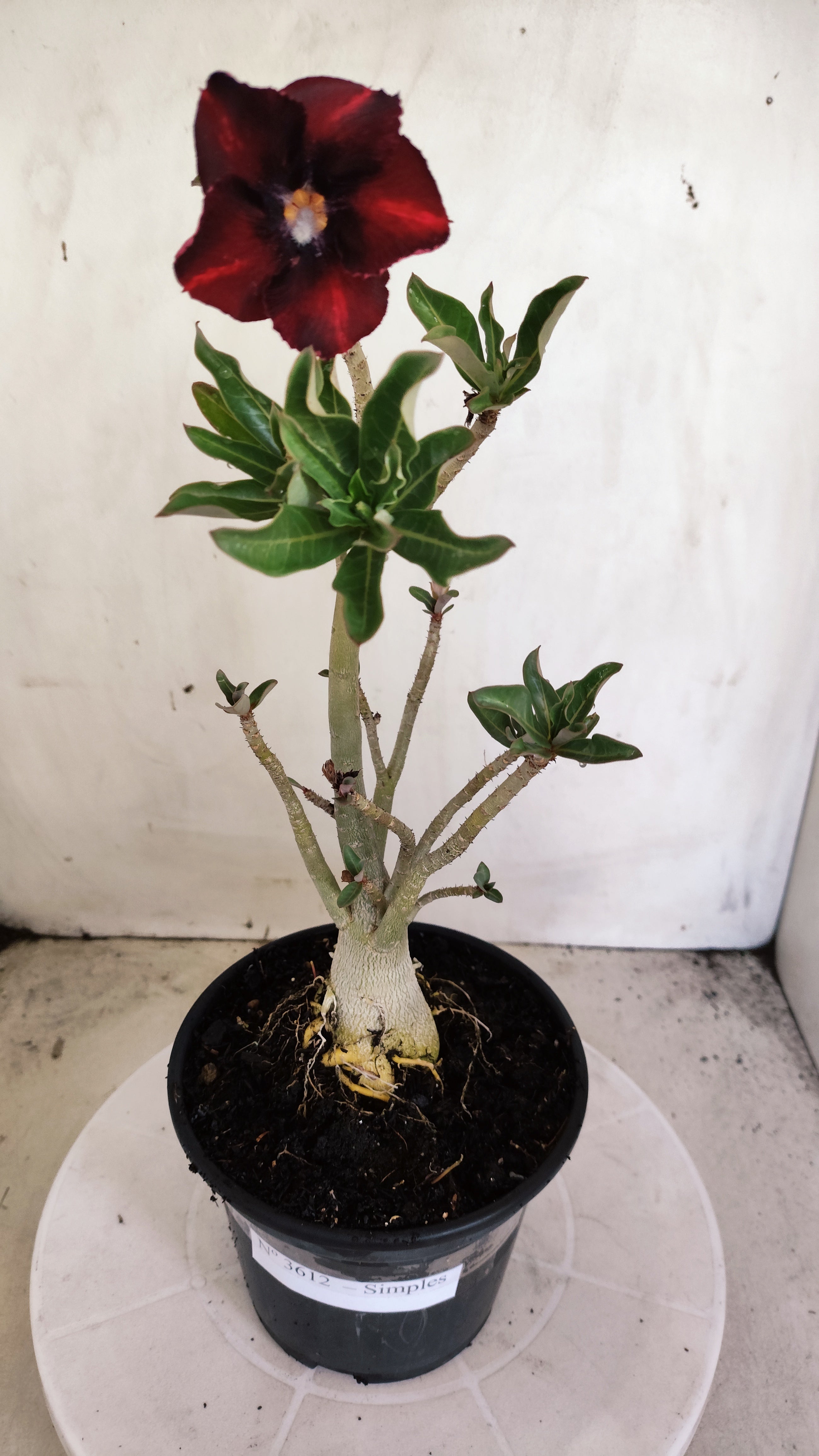 Planta Simples 3612 – 30cm – 02 anos