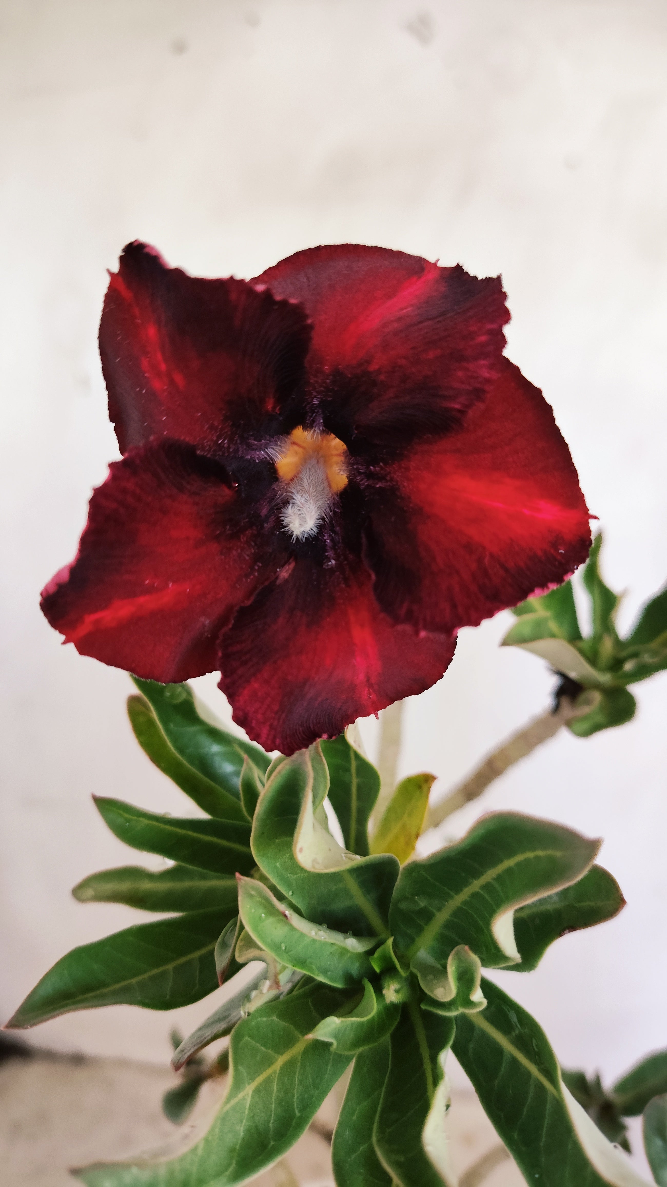 Planta Simples 3612 – 30cm – 02 anos