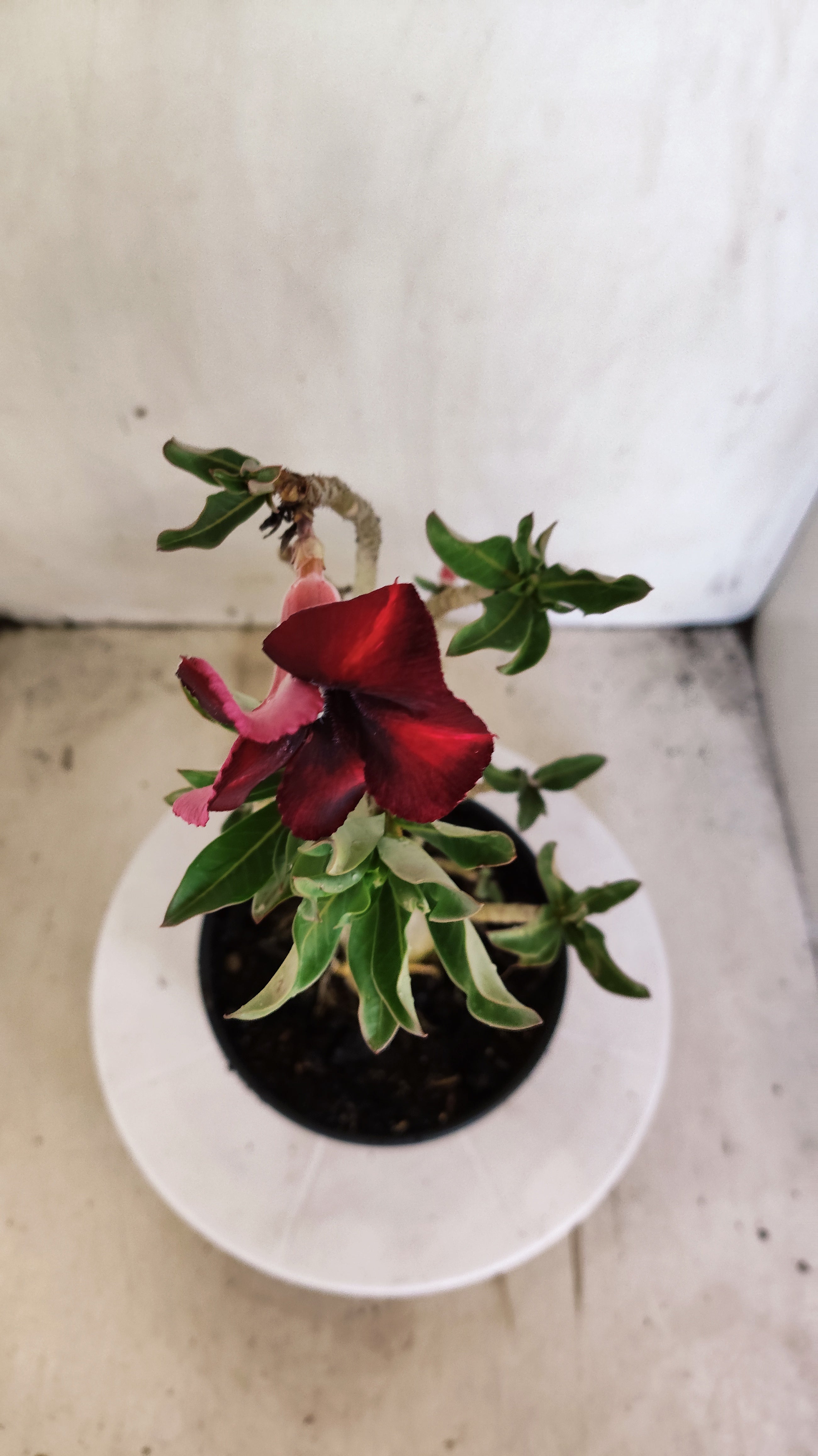 Planta Simples 3612 – 30cm – 02 anos