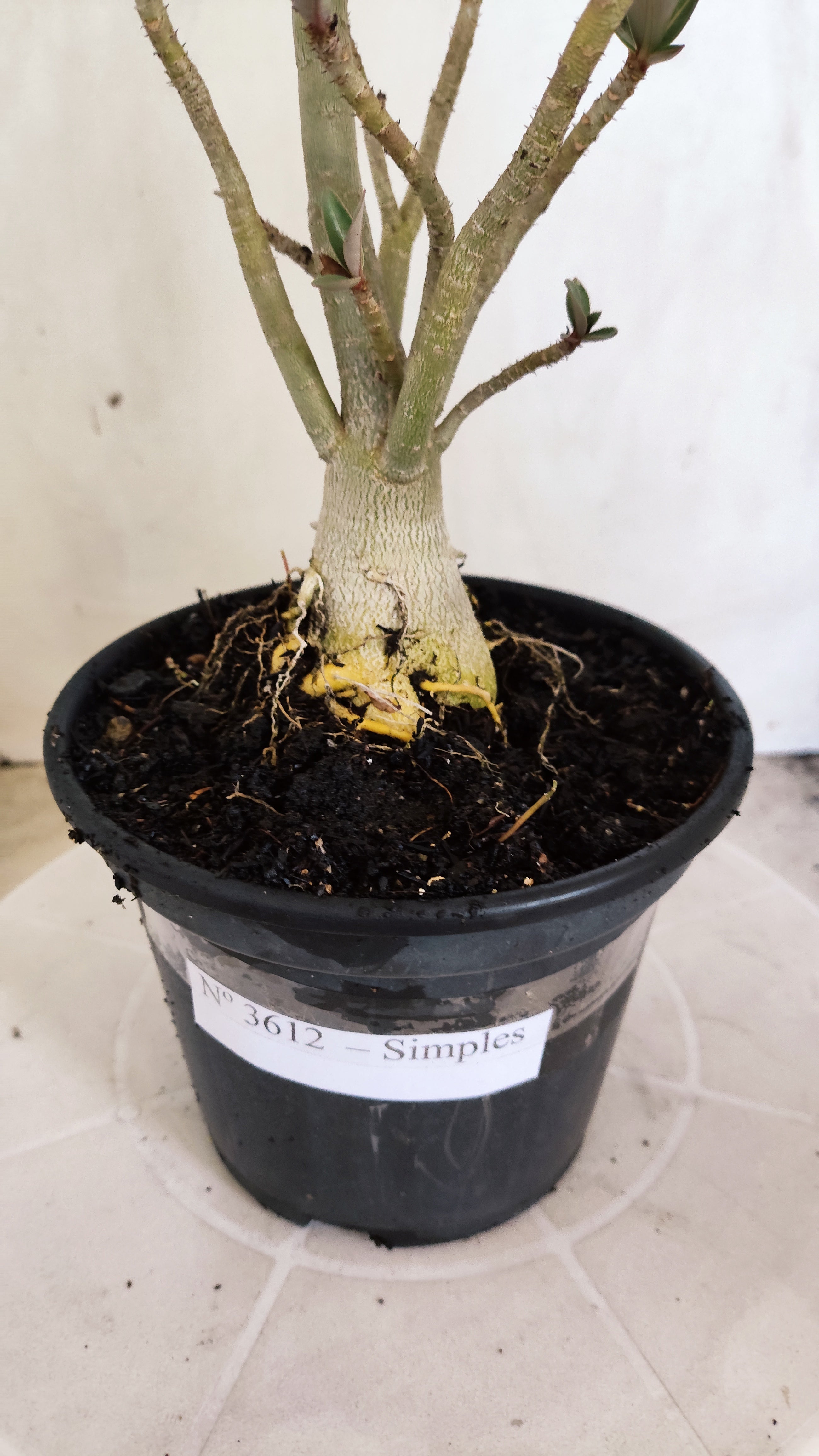 Planta Simples 3612 – 30cm – 02 anos