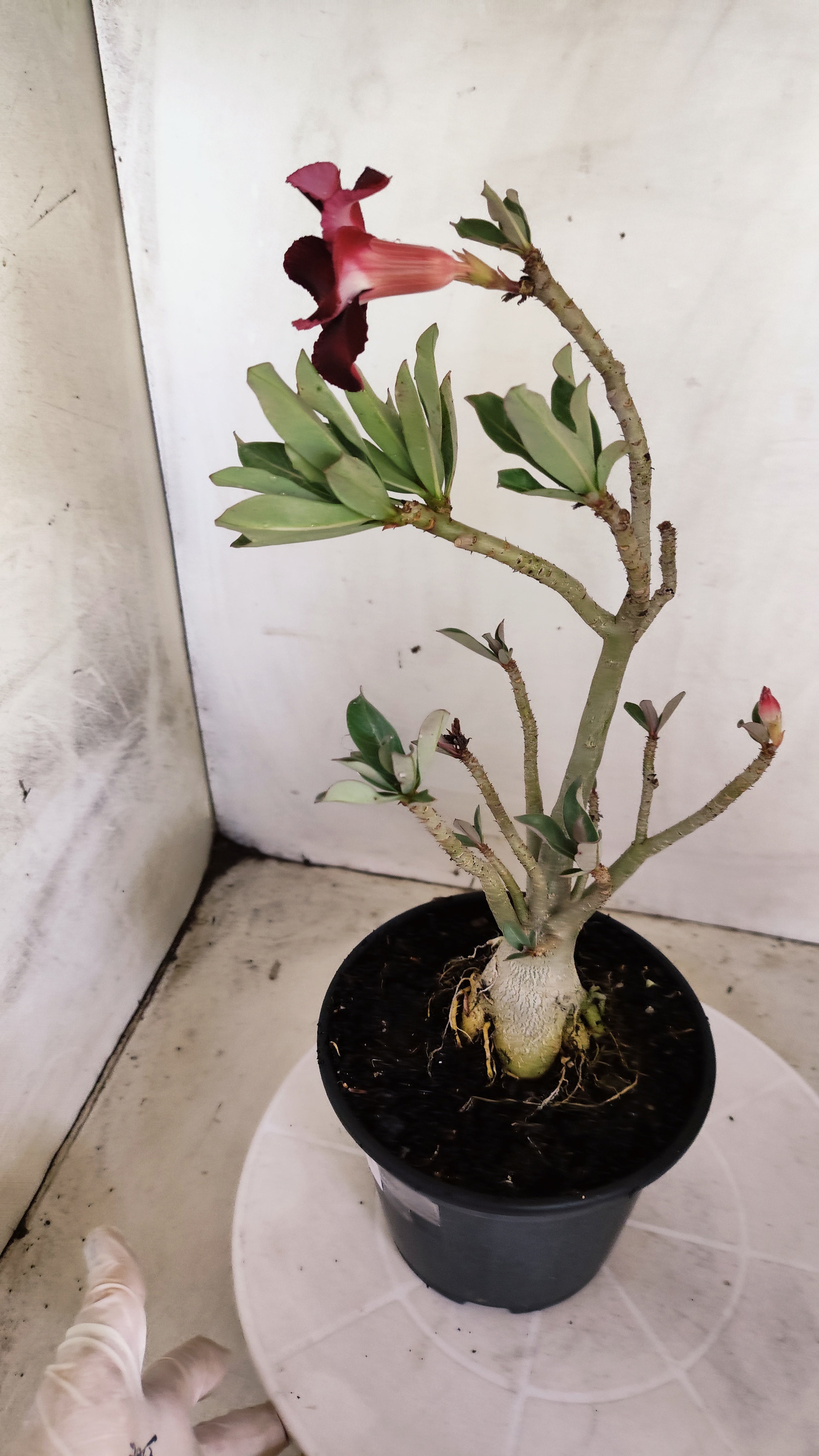 Planta Simples 3612 – 30cm – 02 anos
