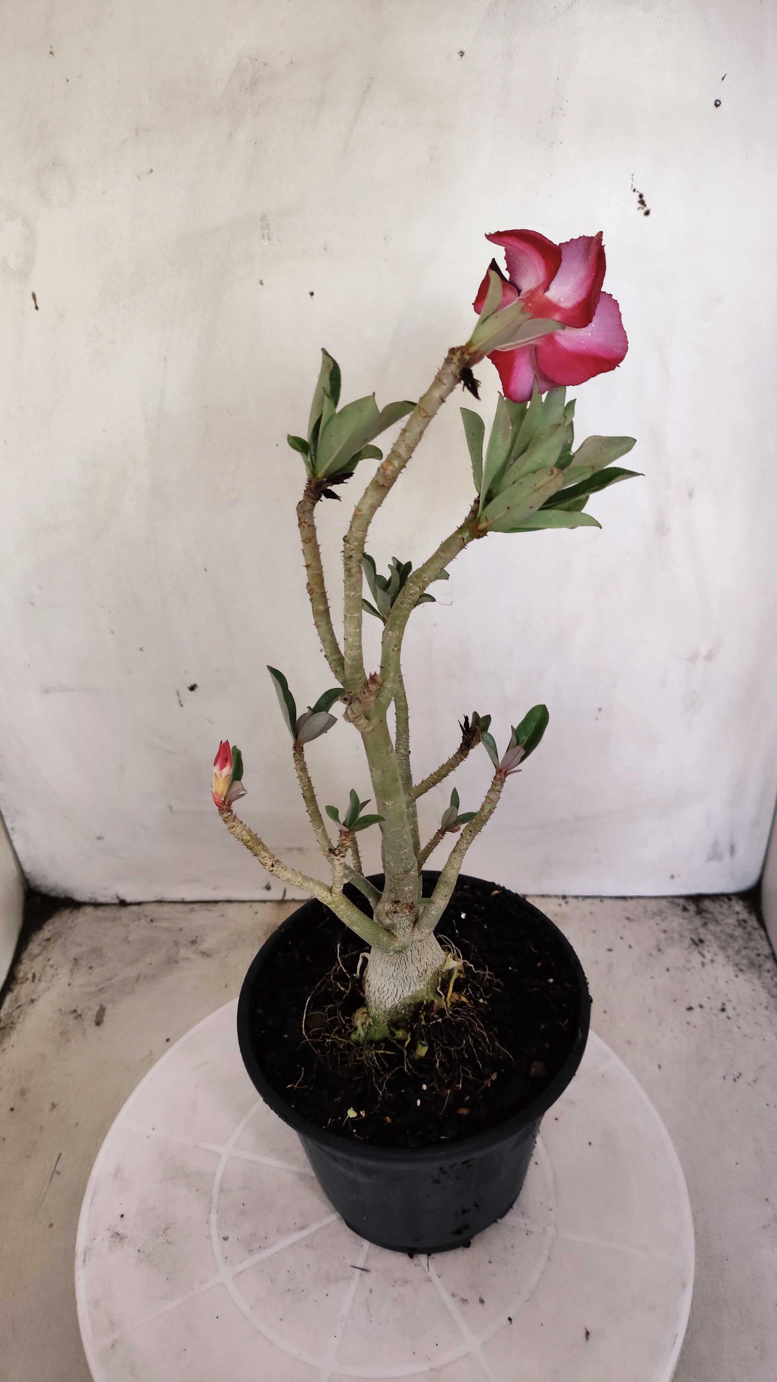 Planta Simples 3612 – 30cm – 02 anos