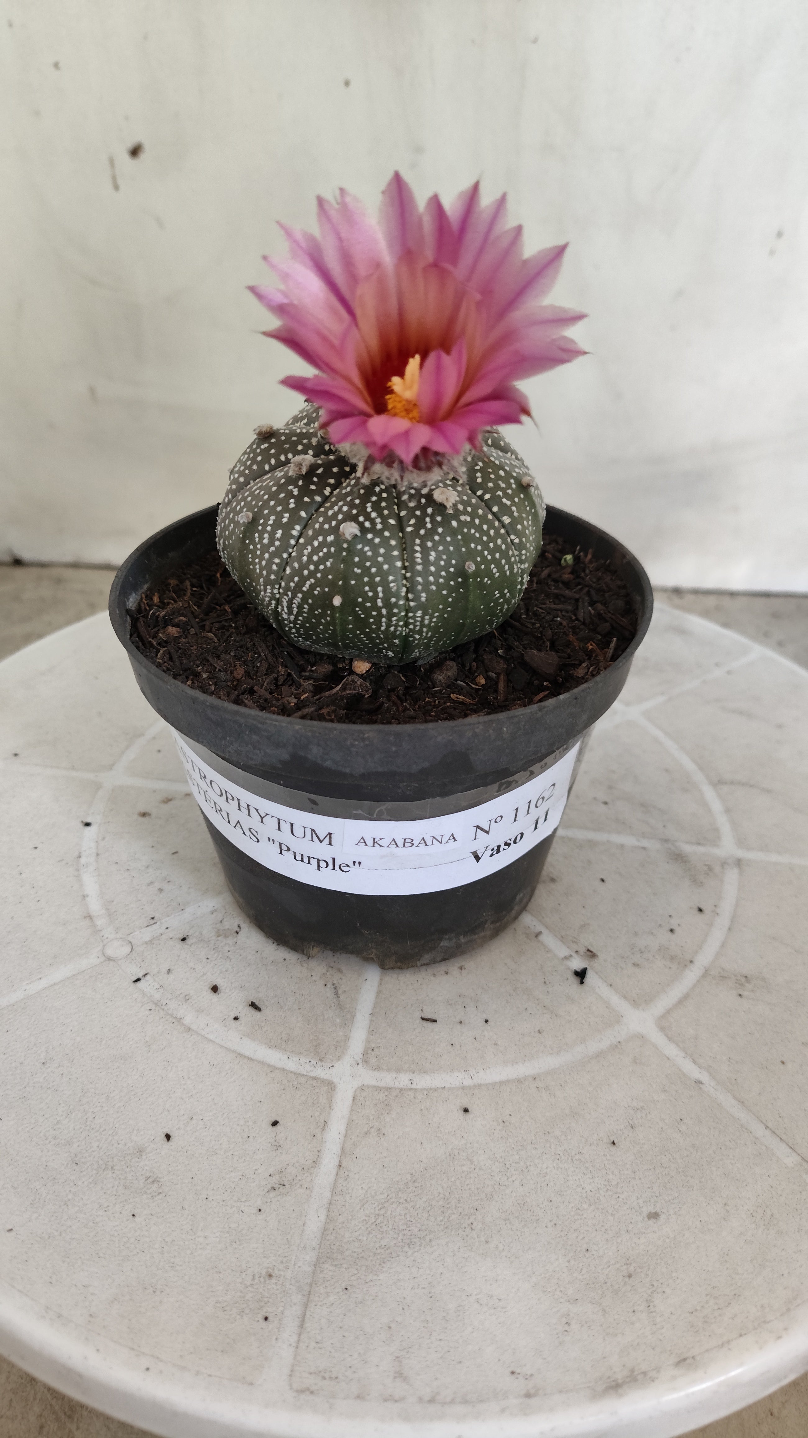 ASTROPHYTUM ASTERIAS “Purple AKABANA”  Nº 1162 – vaso 11
