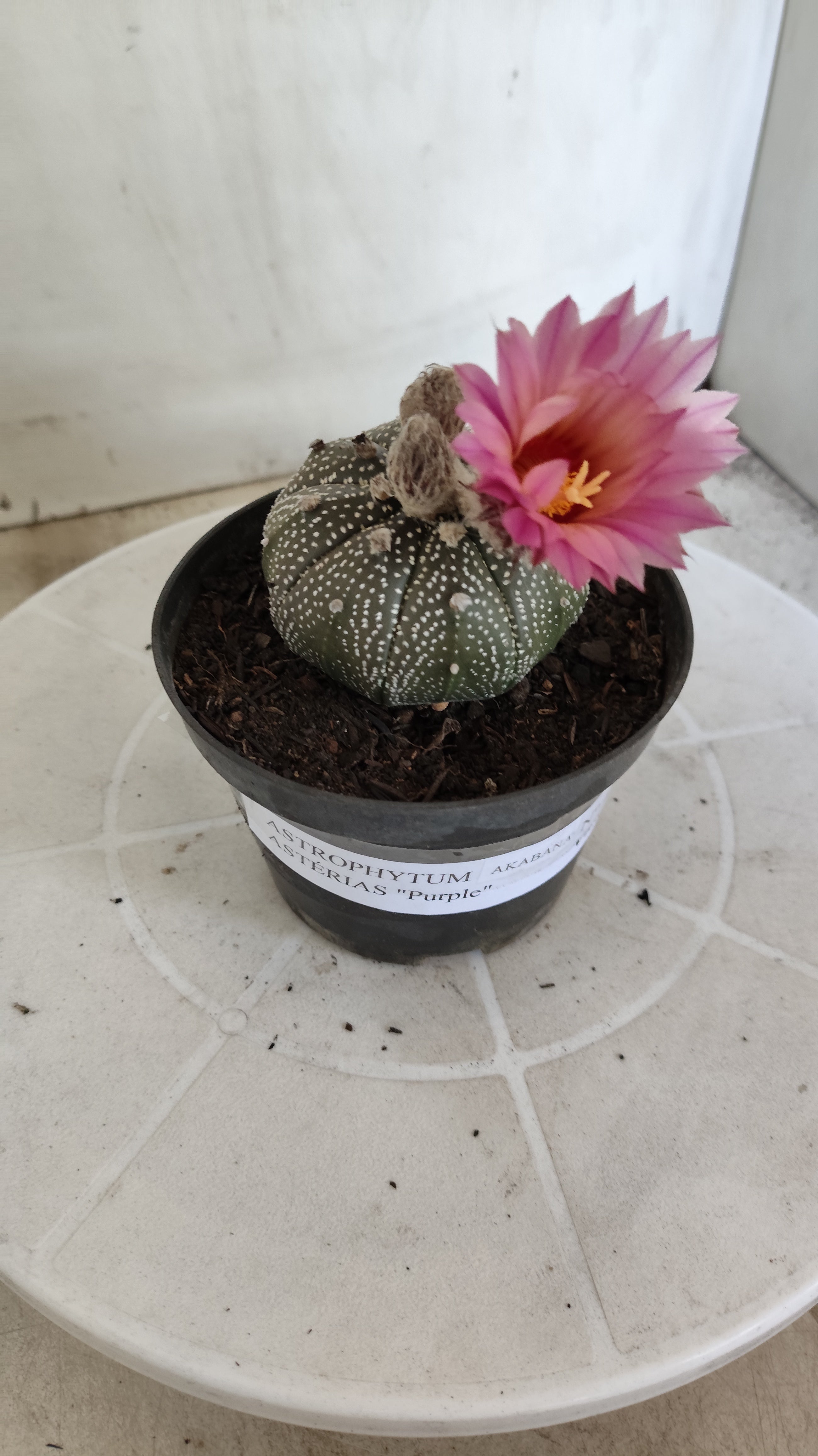 ASTROPHYTUM ASTERIAS “Purple AKABANA”  Nº 1162 – vaso 11