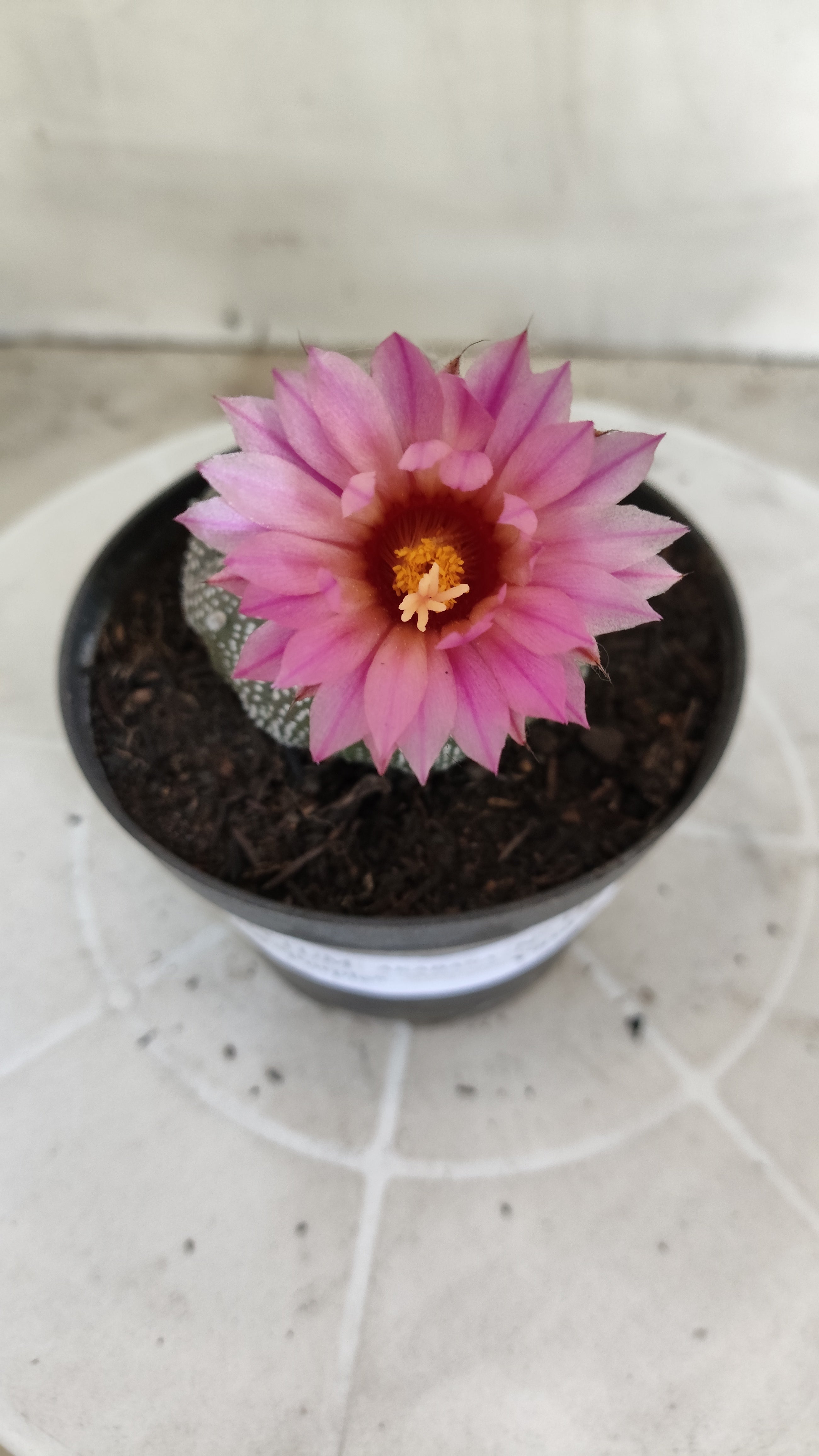 ASTROPHYTUM ASTERIAS “Purple AKABANA”  Nº 1162 – vaso 11