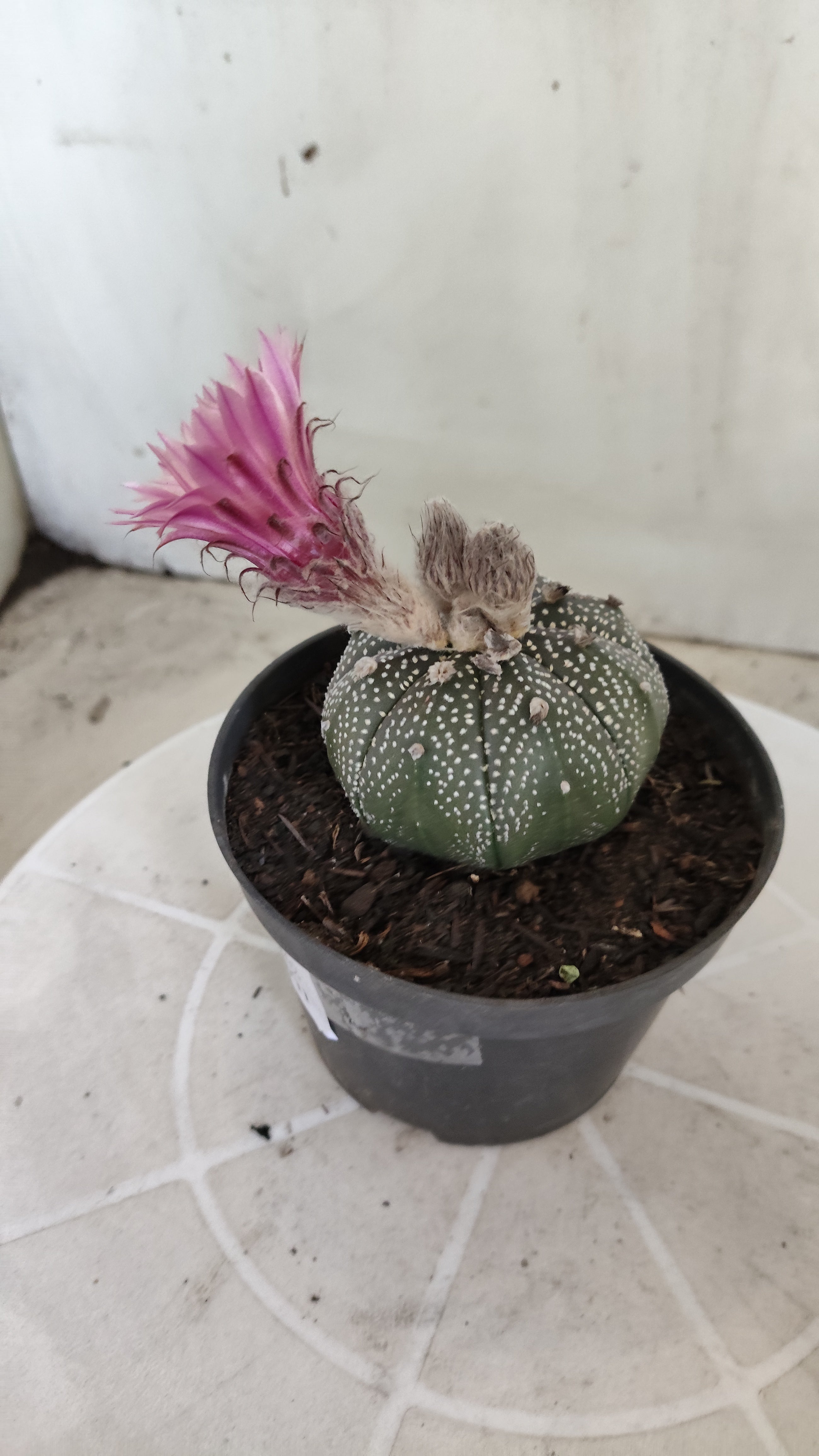ASTROPHYTUM ASTERIAS “Purple AKABANA”  Nº 1162 – vaso 11