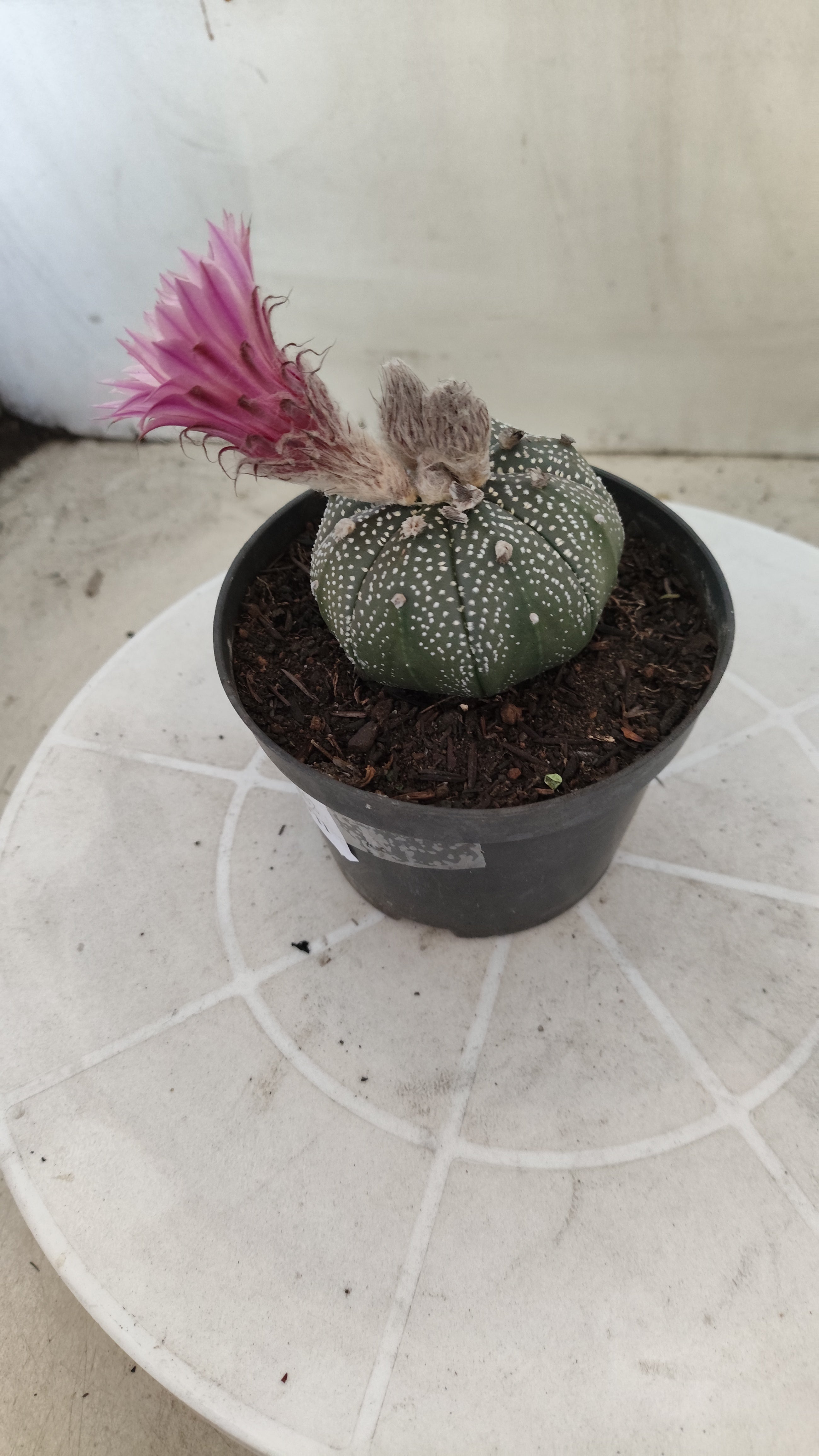 ASTROPHYTUM ASTERIAS “Purple AKABANA”  Nº 1162 – vaso 11
