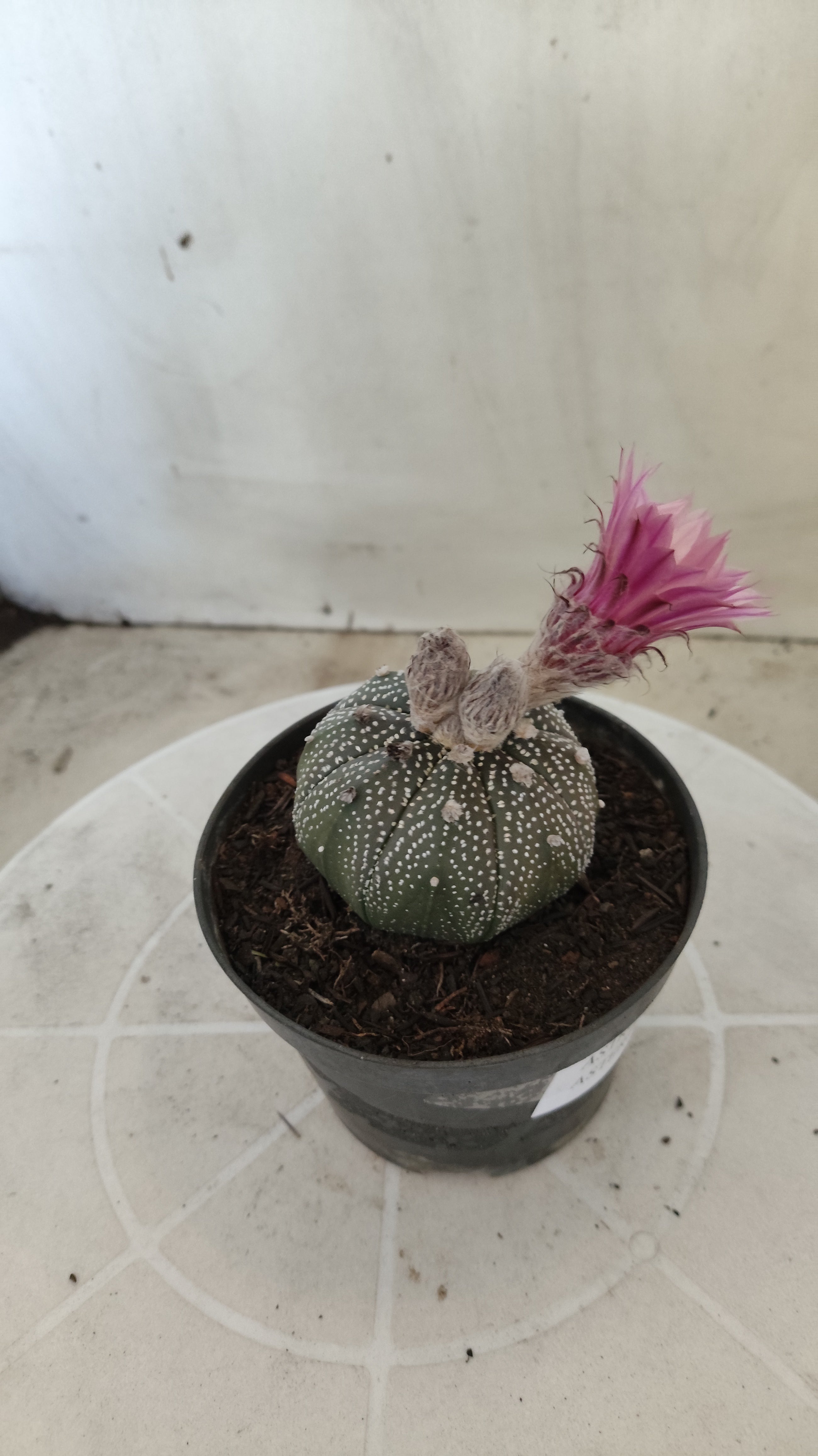 ASTROPHYTUM ASTERIAS “Purple AKABANA”  Nº 1162 – vaso 11