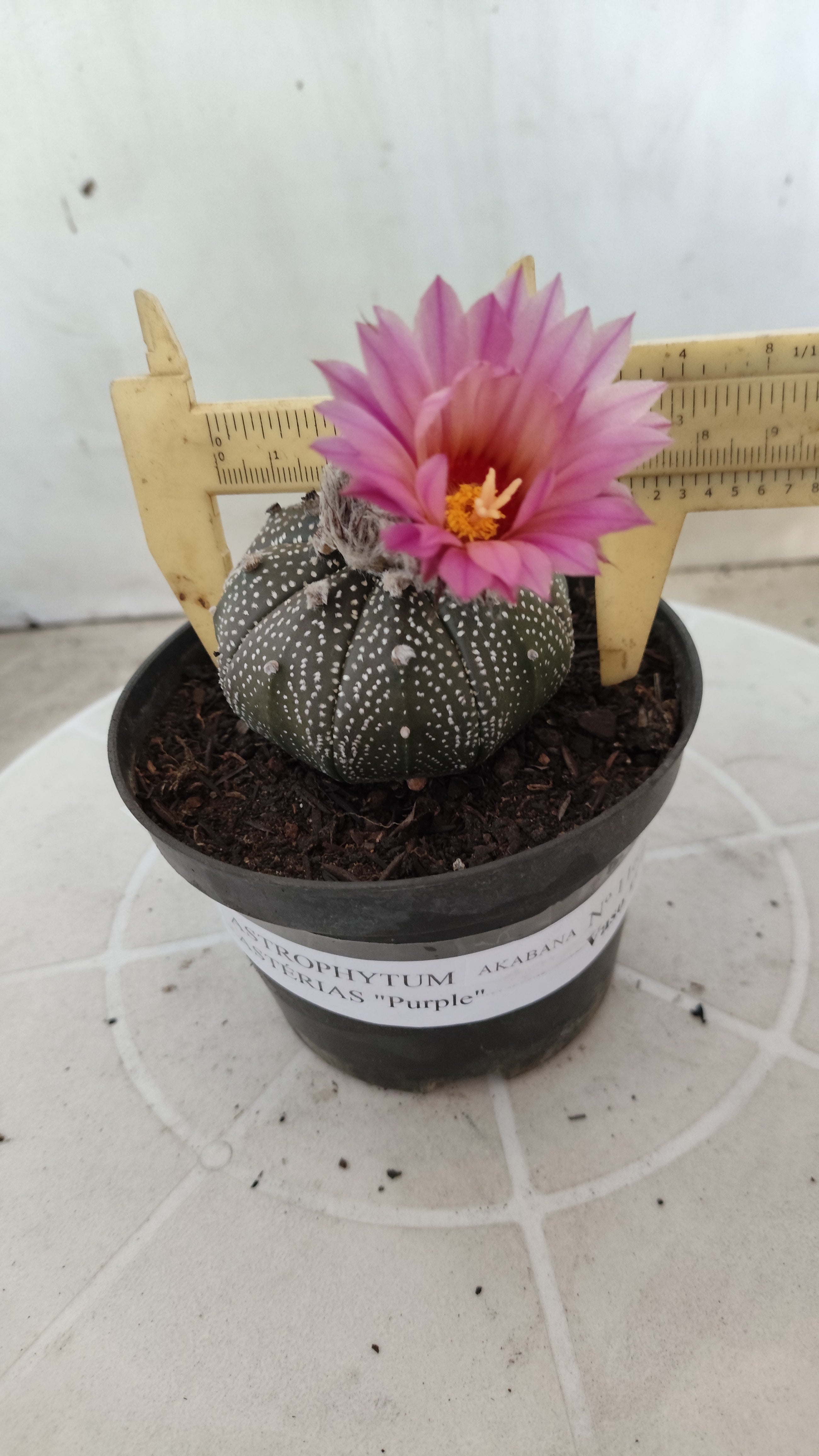 ASTROPHYTUM ASTERIAS “Purple AKABANA”  Nº 1162 – vaso 11