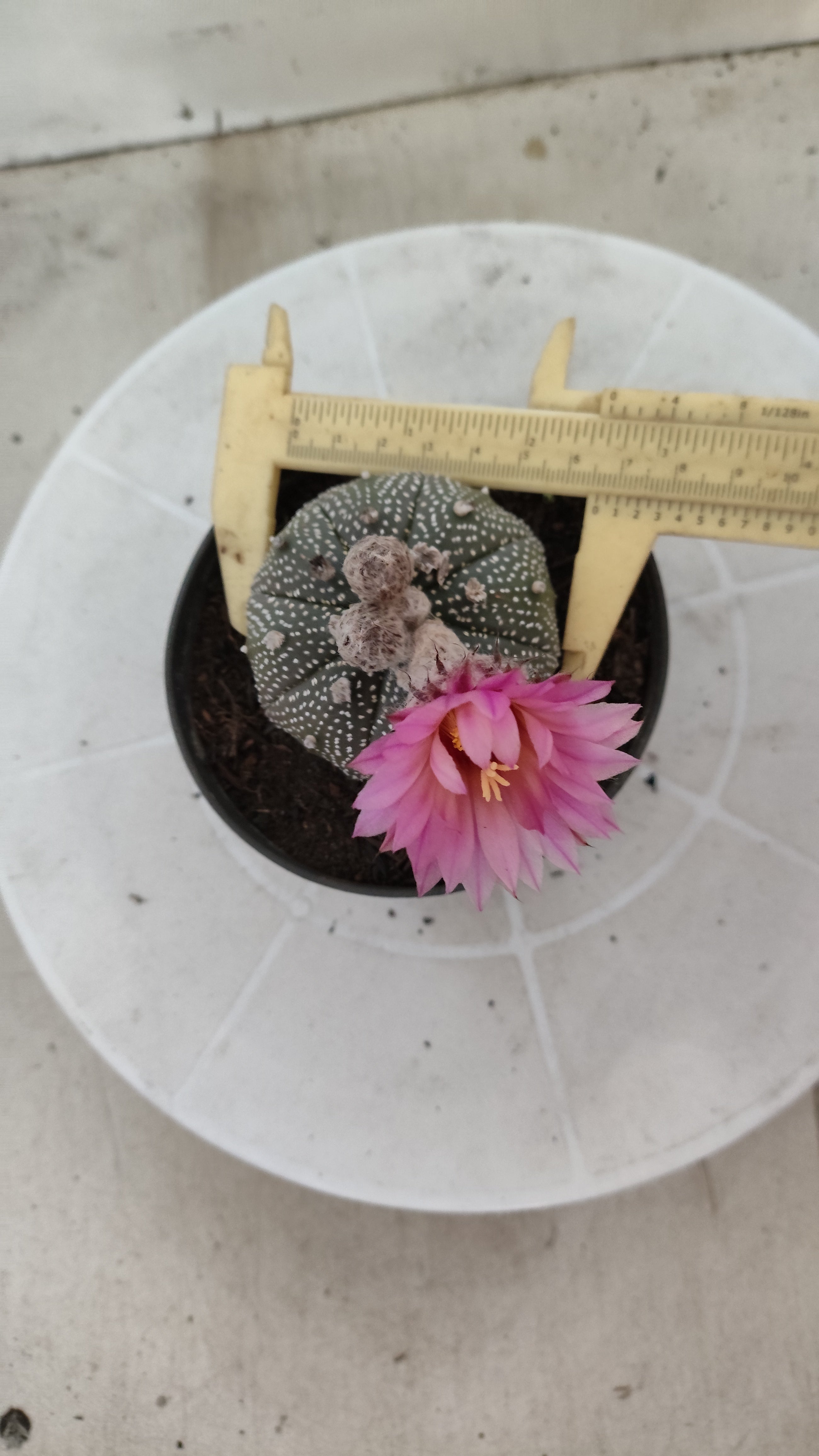 ASTROPHYTUM ASTERIAS “Purple AKABANA”  Nº 1162 – vaso 11