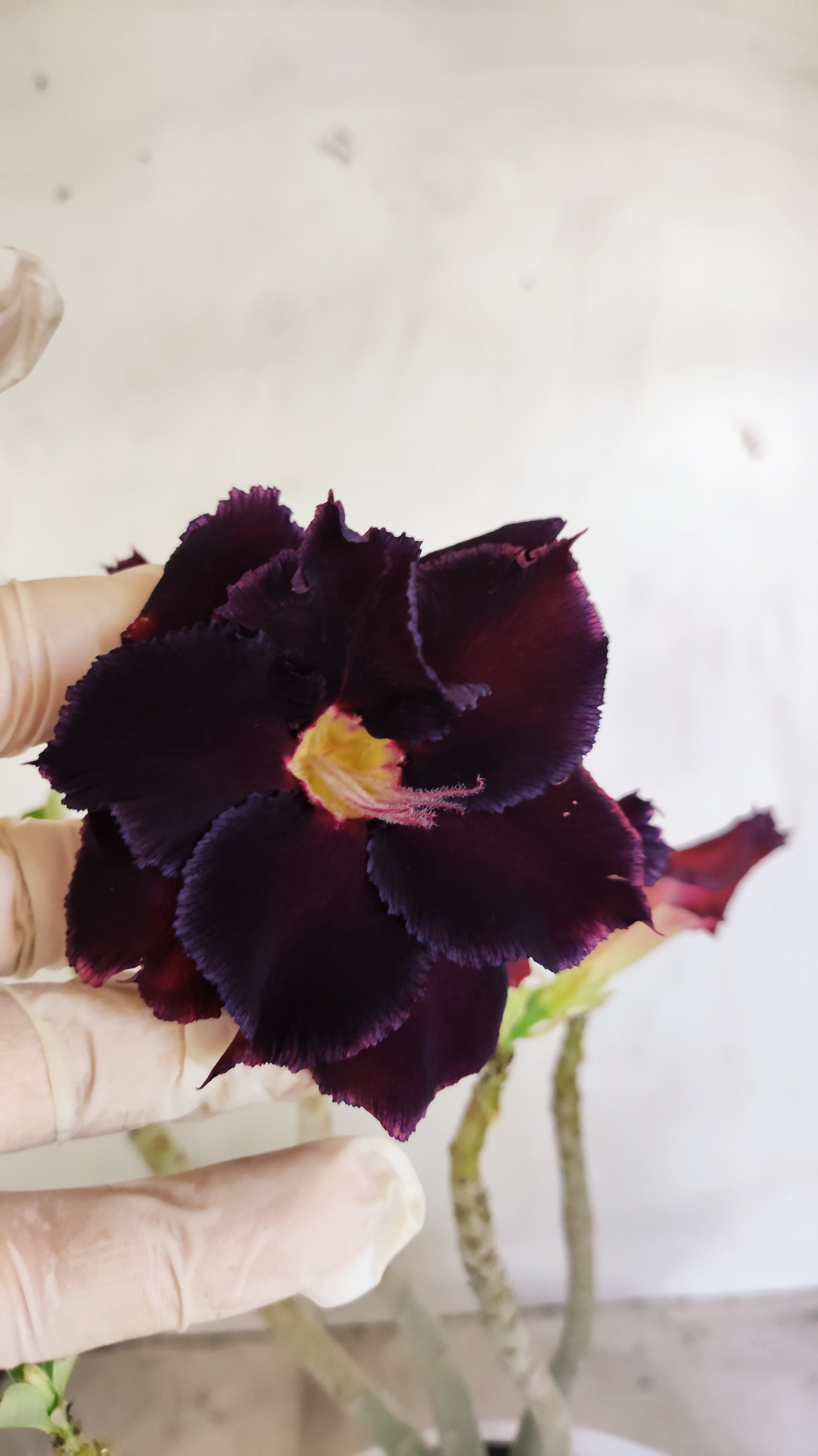 Planta Dobrada 3994 – 35cm – 03 anos