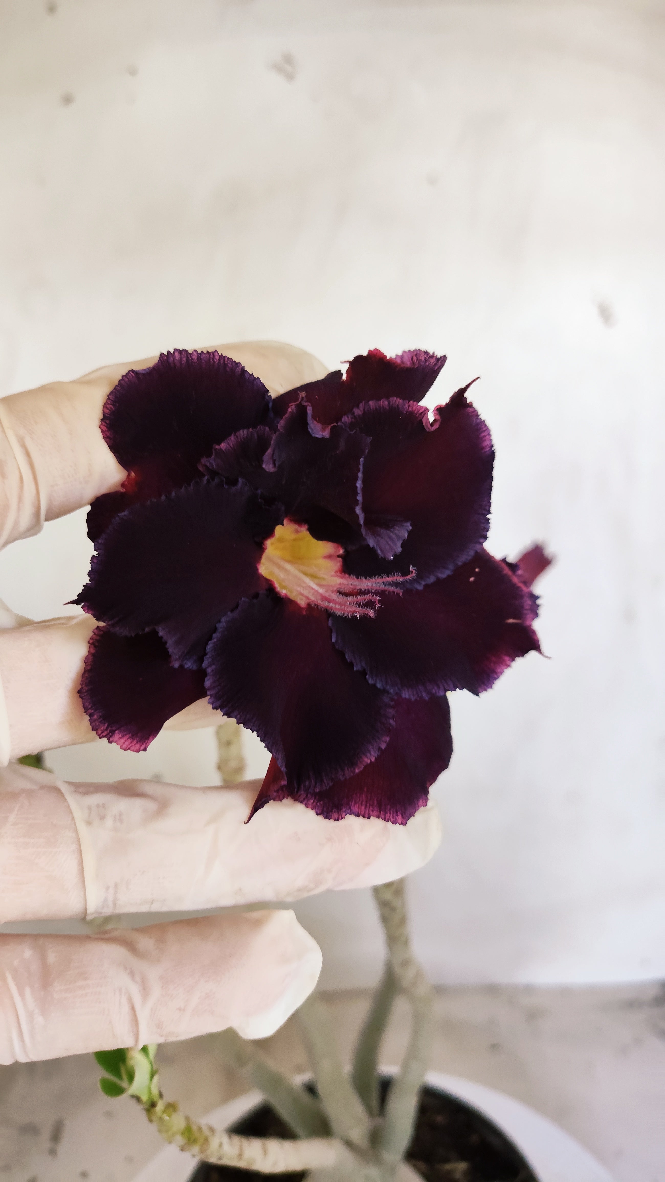 Planta Dobrada 3994 – 35cm – 03 anos