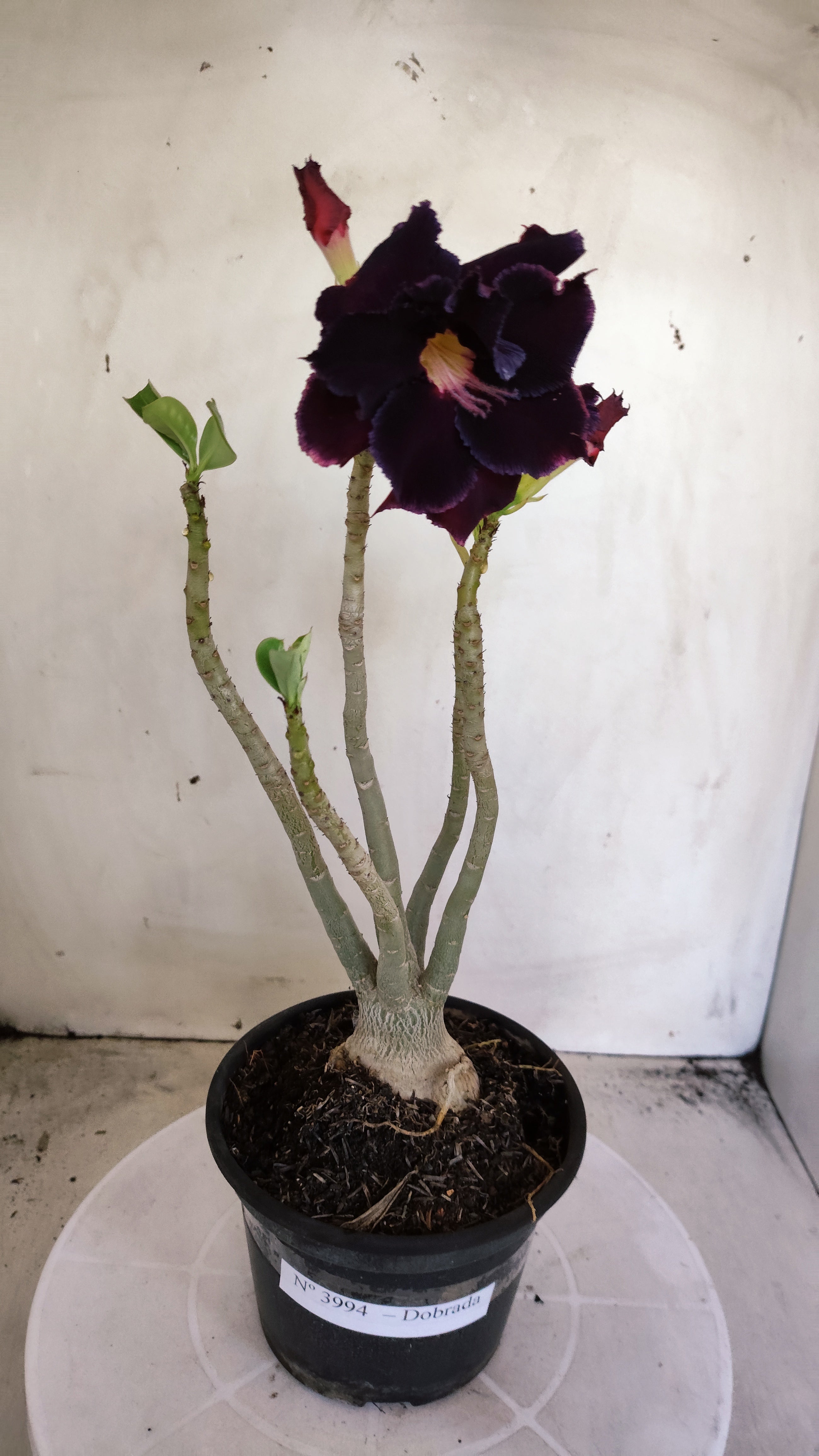 Planta Dobrada 3994 – 35cm – 03 anos