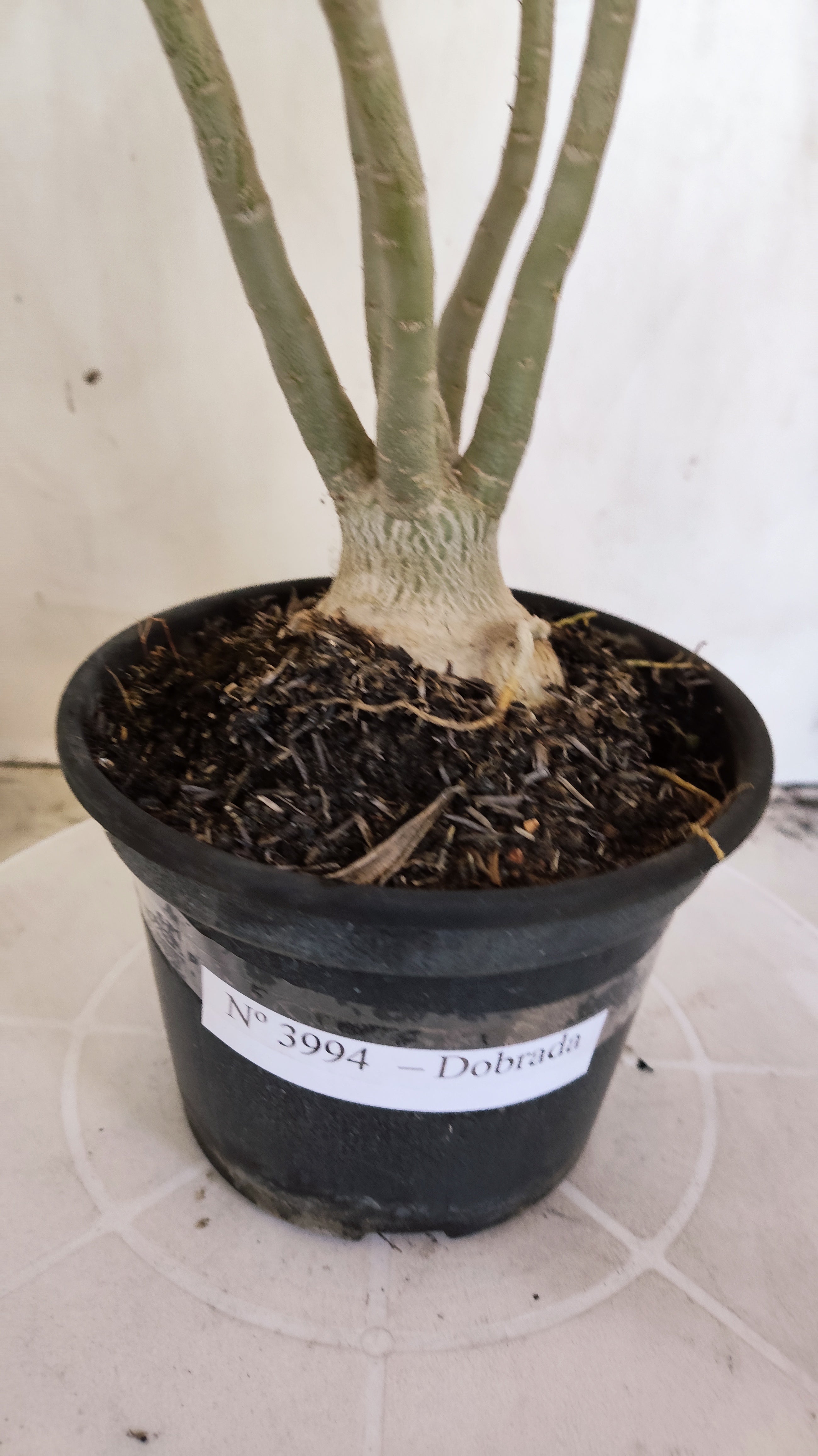 Planta Dobrada 3994 – 35cm – 03 anos