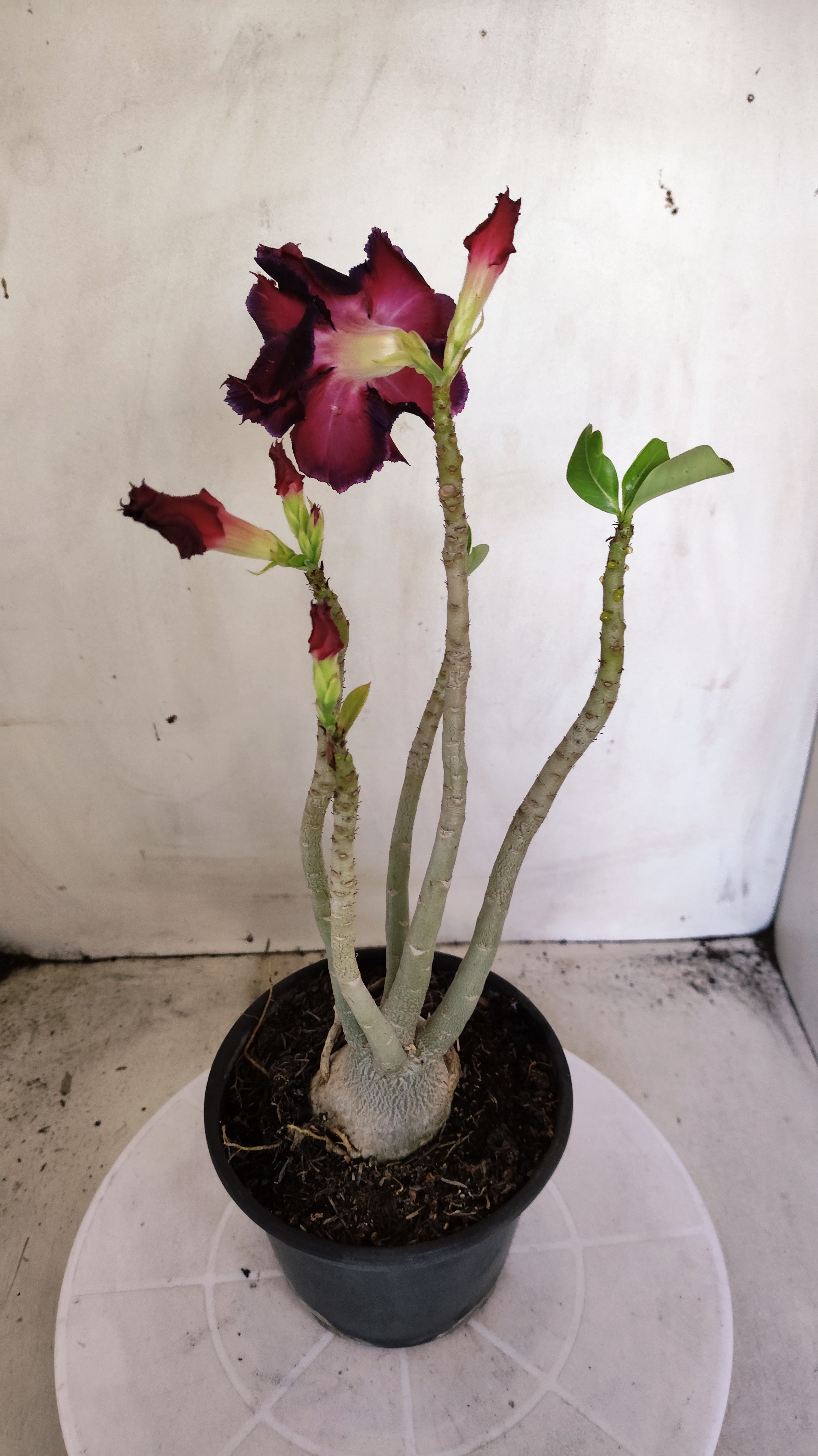 Planta Dobrada 3994 – 35cm – 03 anos
