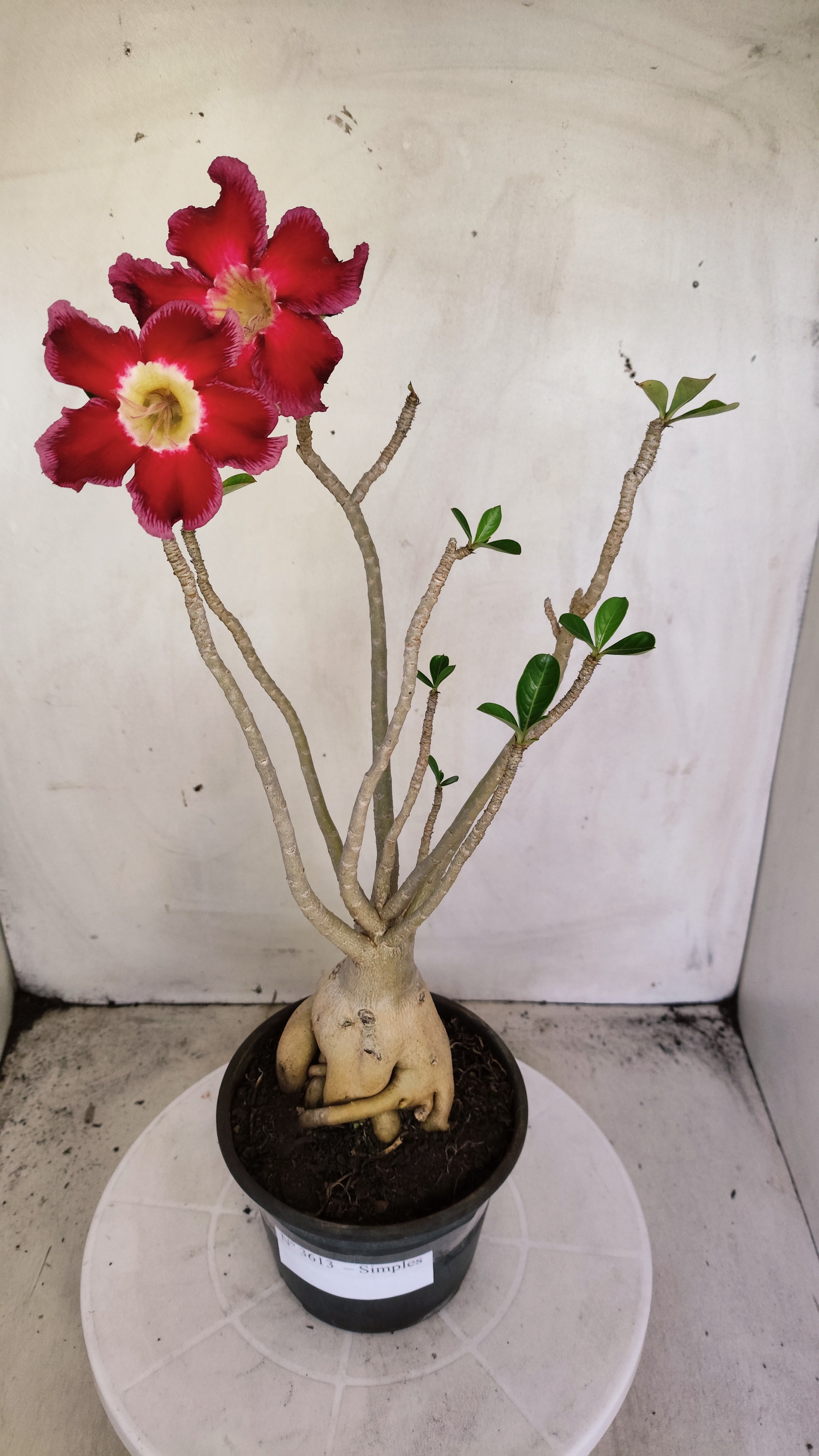 Planta Simples 3613 – 35cm – 03 anos