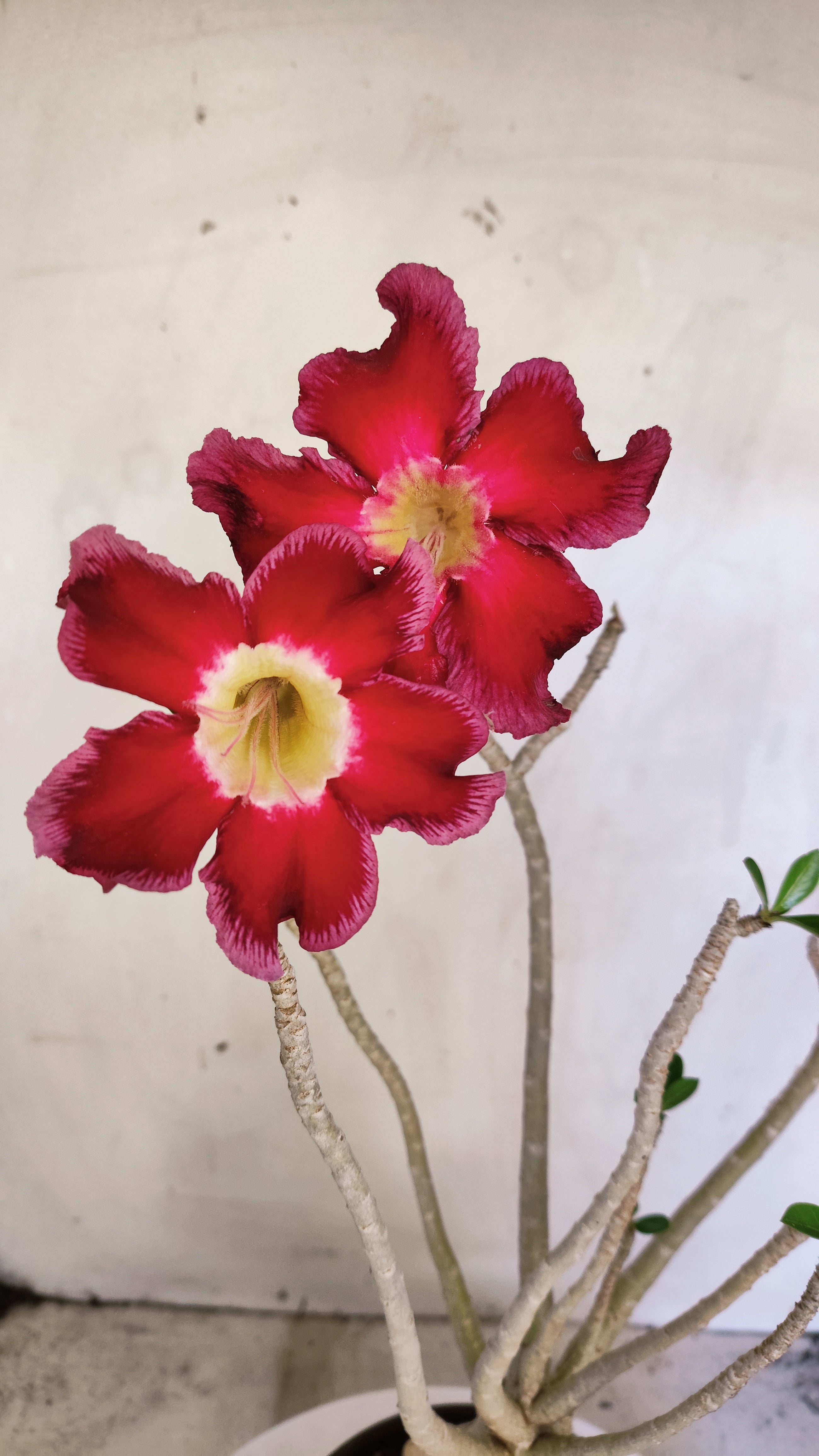 Planta Simples 3613 – 35cm – 03 anos