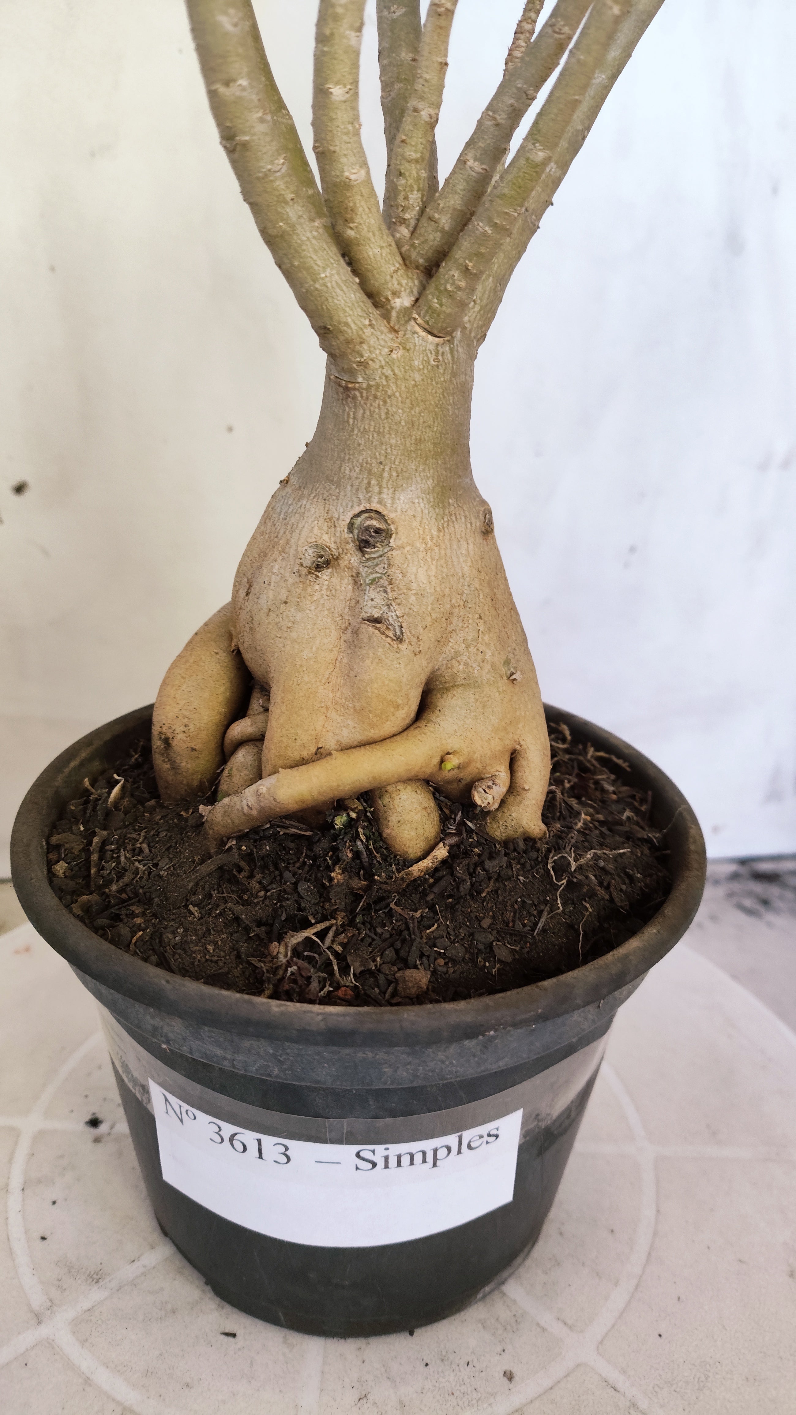 Planta Simples 3613 – 35cm – 03 anos