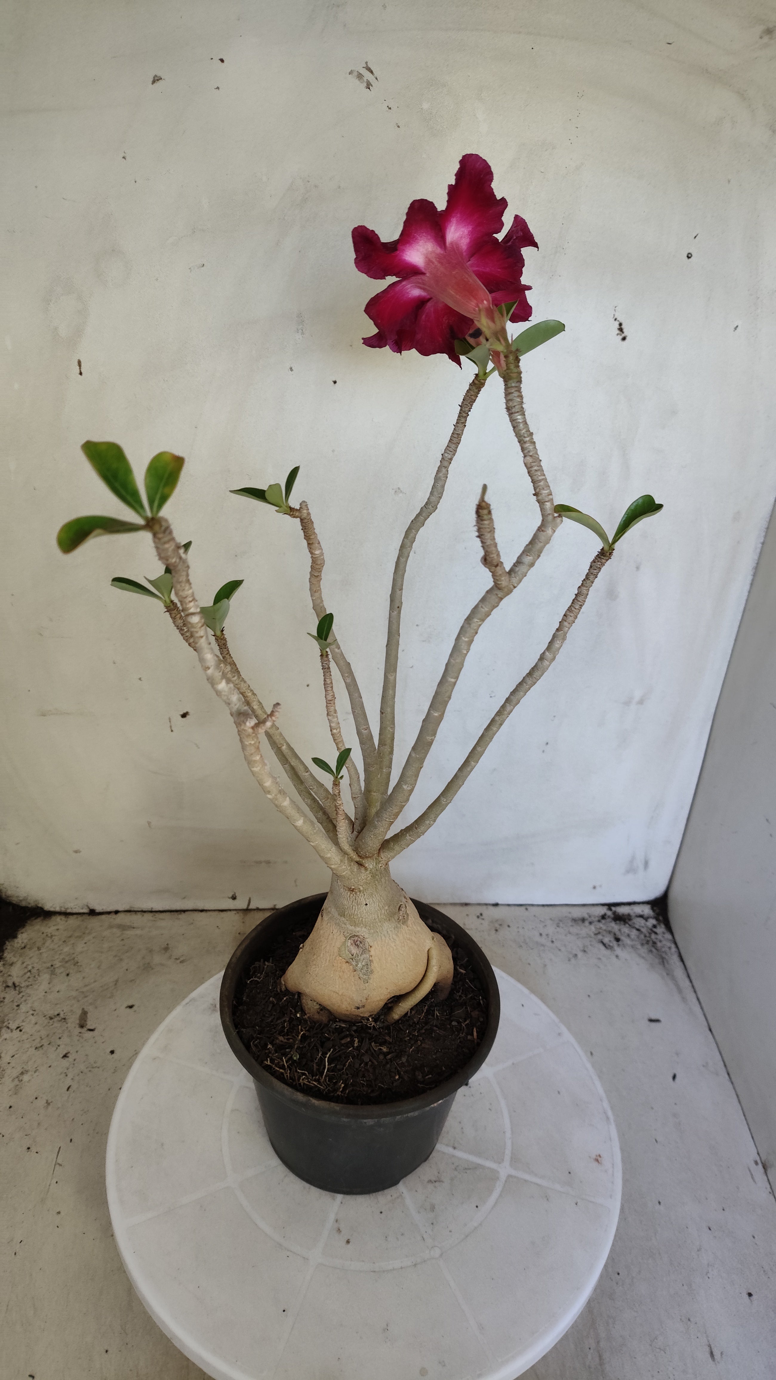 Planta Simples 3613 – 35cm – 03 anos