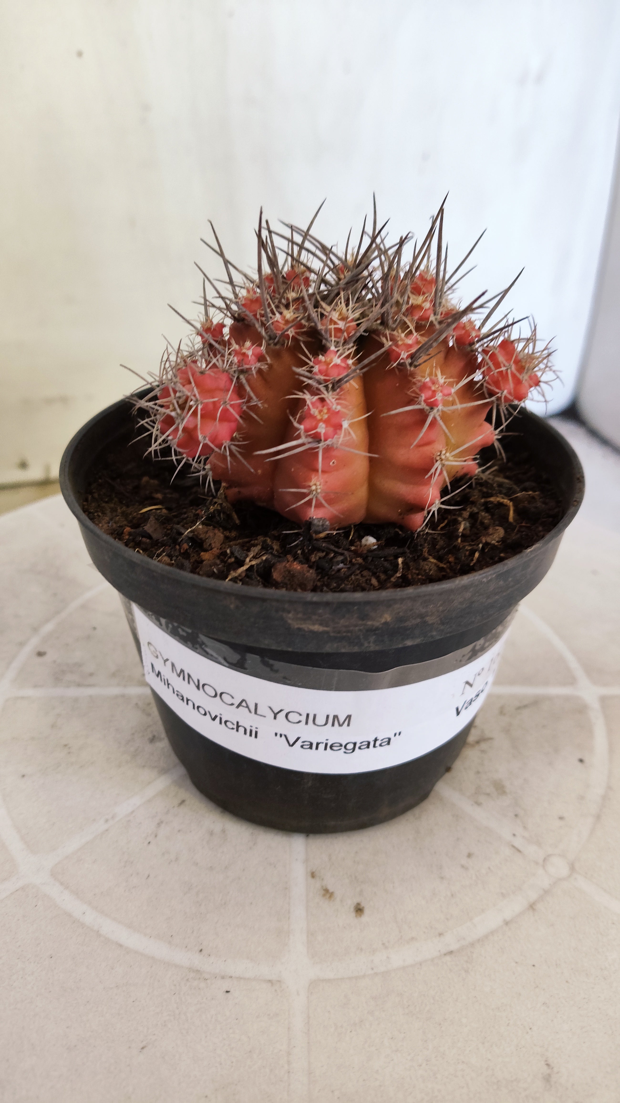 Matriz GYMNOCALYCIUM Mihanovichii Variegata Nº 1670 – vaso 11