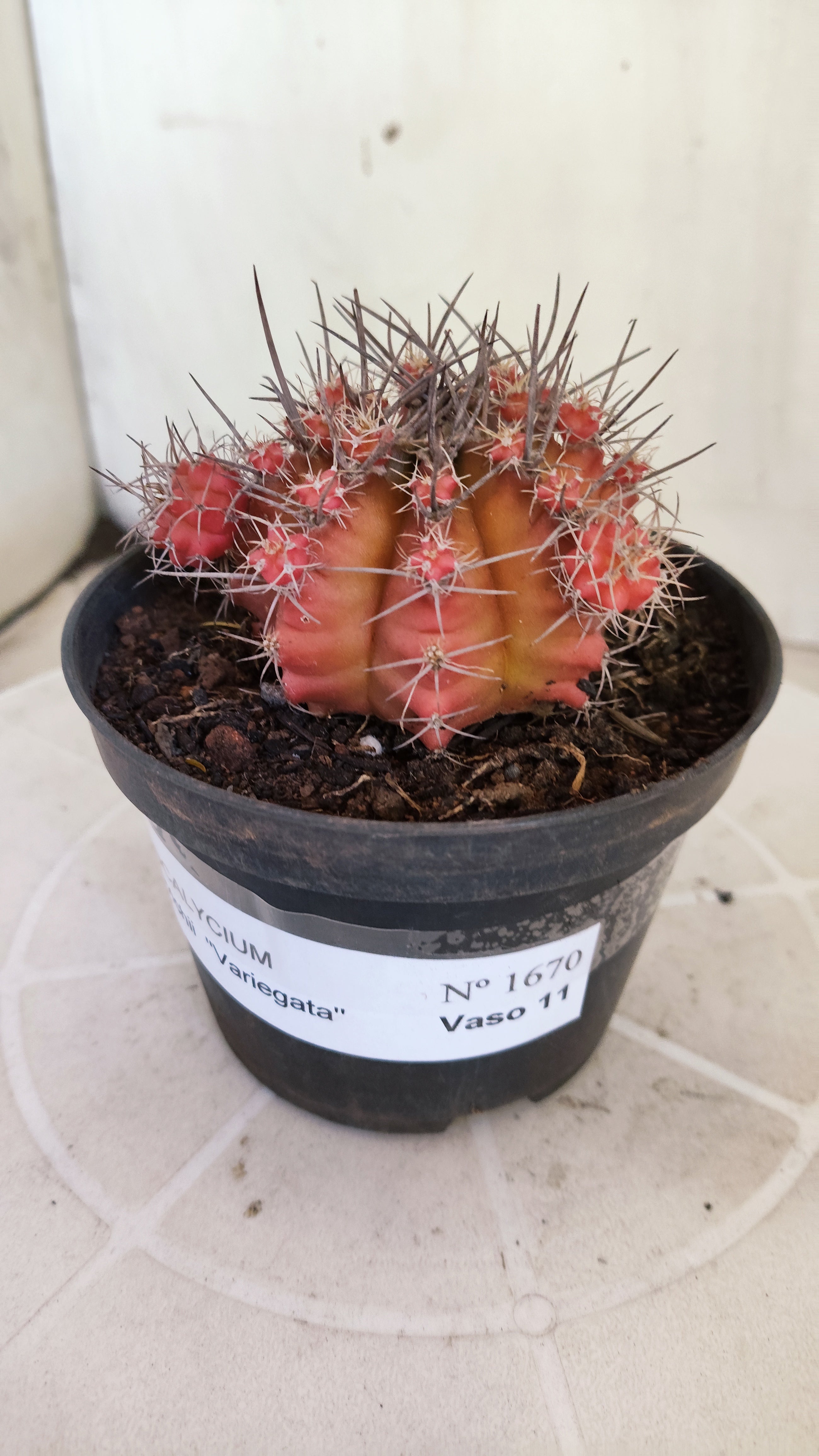 Matriz GYMNOCALYCIUM Mihanovichii Variegata Nº 1670 – vaso 11