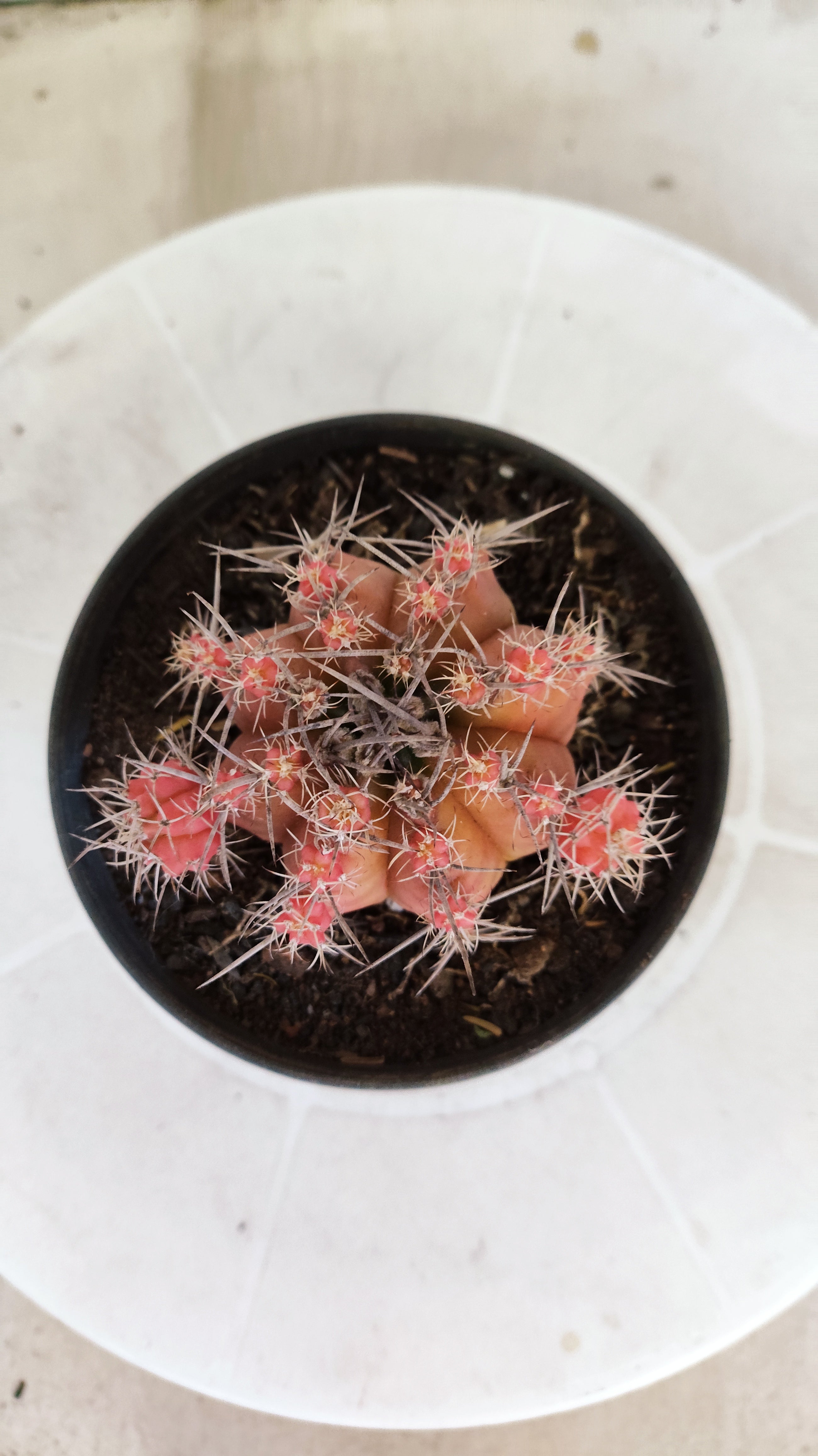 Matriz GYMNOCALYCIUM Mihanovichii Variegata Nº 1670 – vaso 11