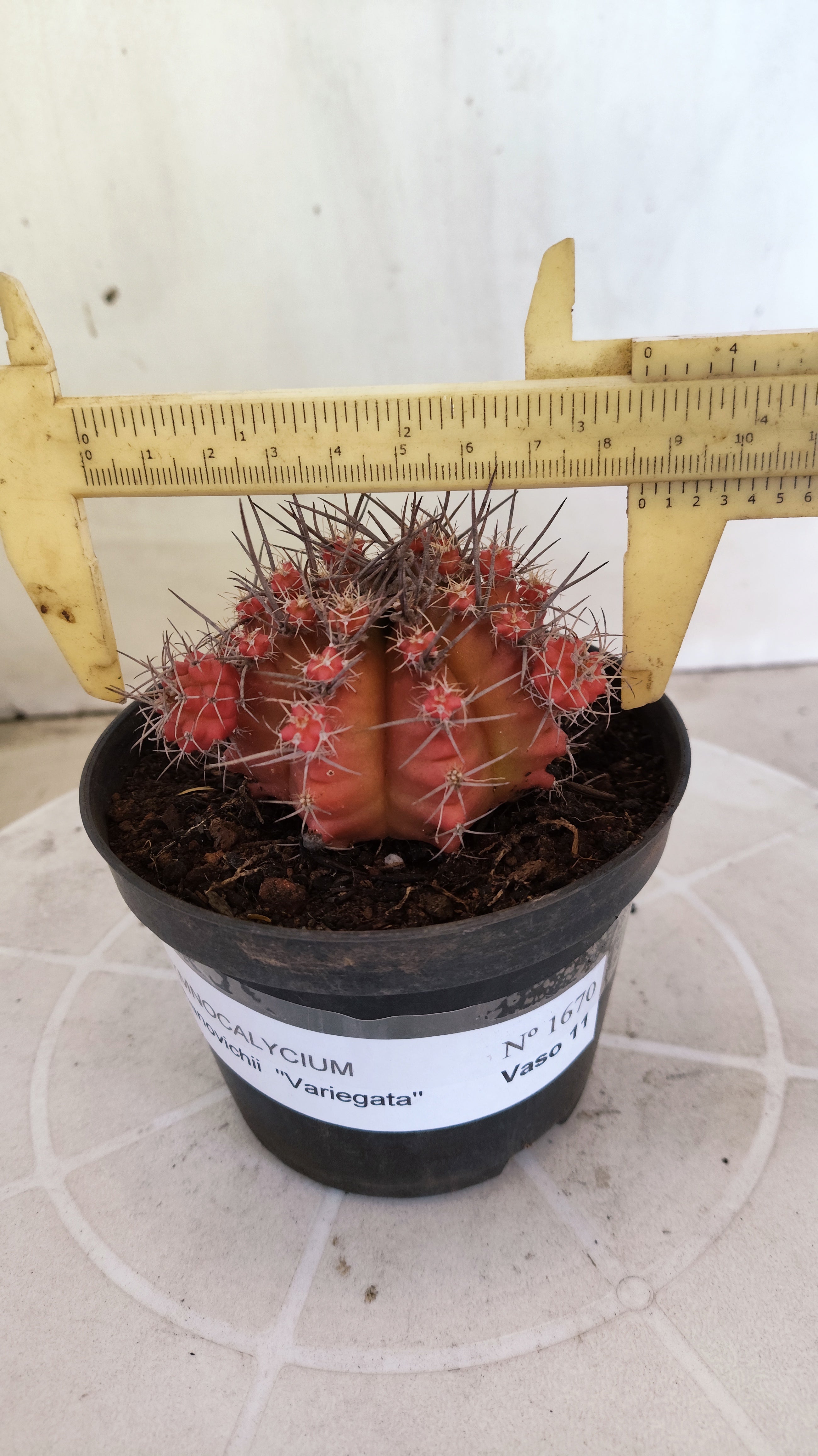 Matriz GYMNOCALYCIUM Mihanovichii Variegata Nº 1670 – vaso 11