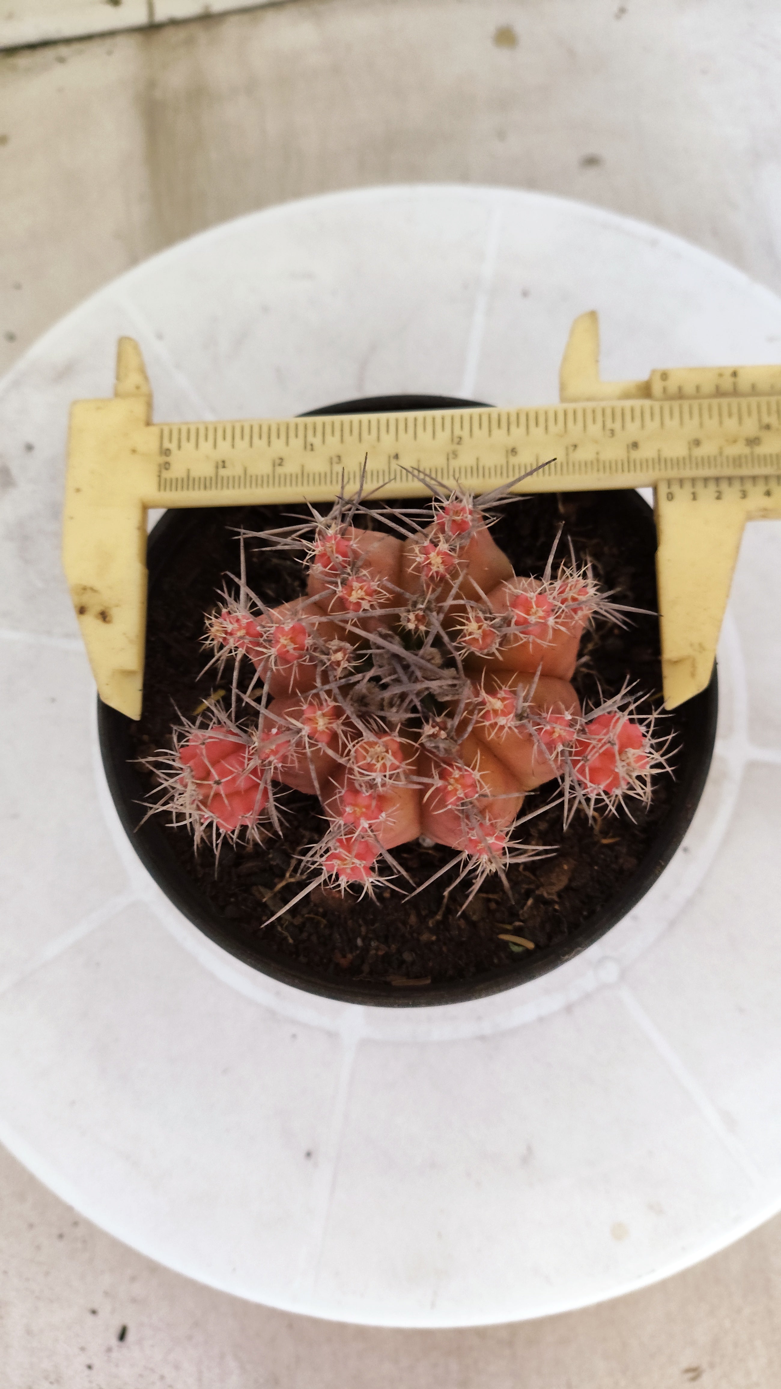 Matriz GYMNOCALYCIUM Mihanovichii Variegata Nº 1670 – vaso 11
