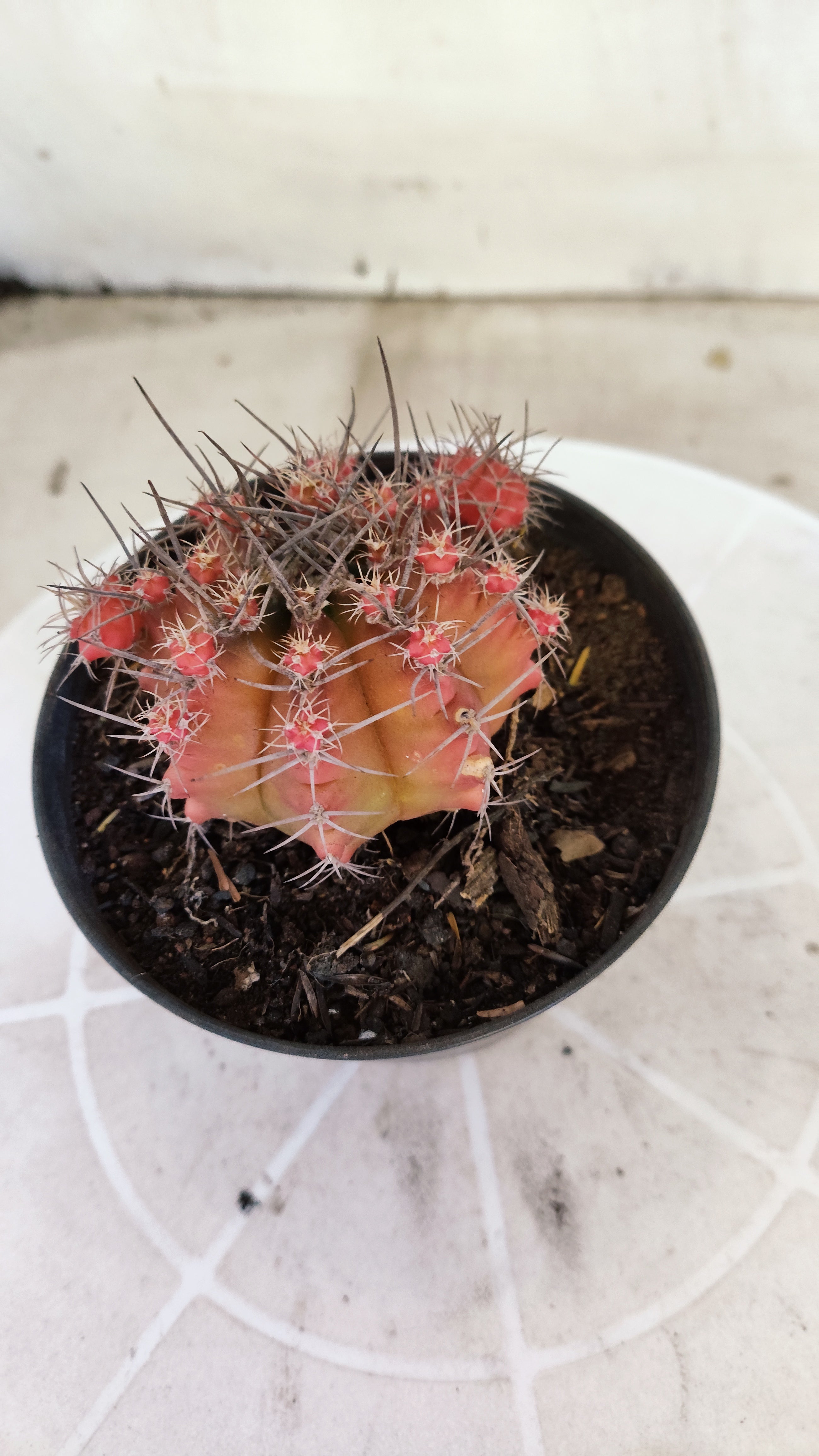 Matriz GYMNOCALYCIUM Mihanovichii Variegata Nº 1670 – vaso 11