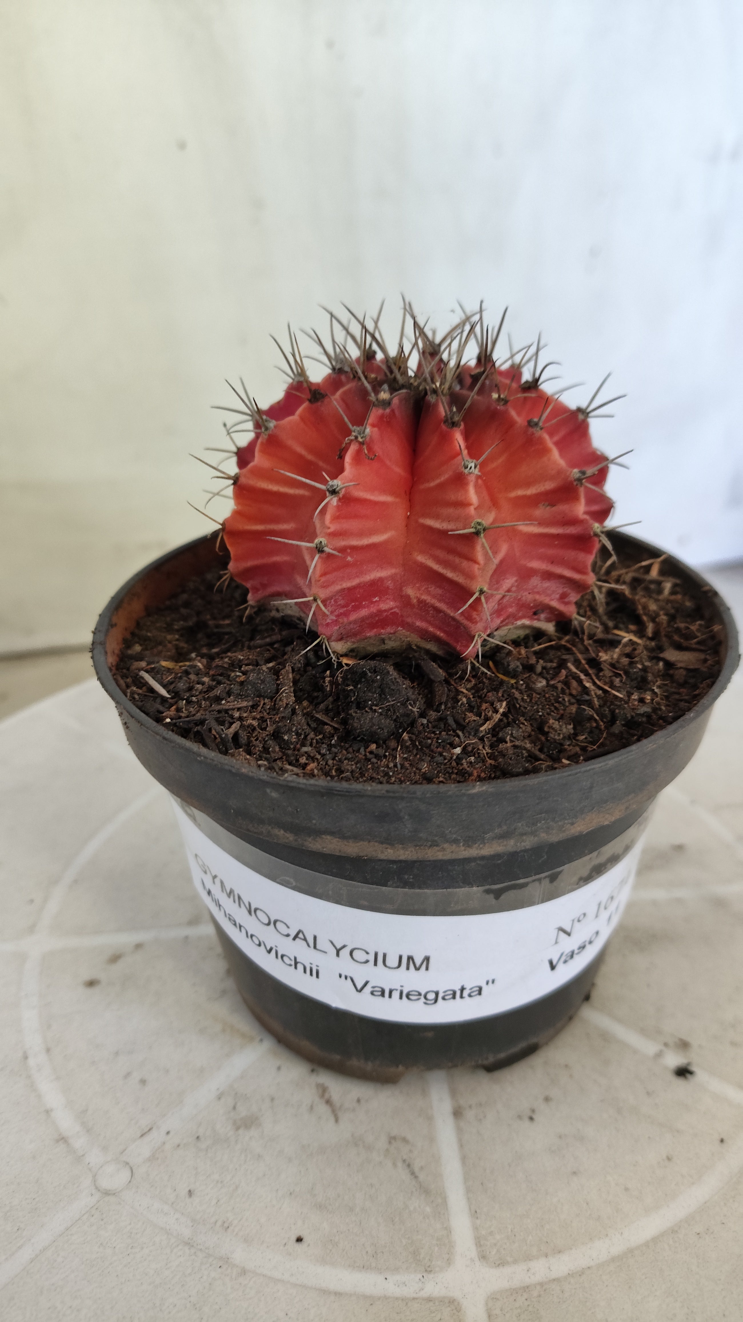 Matriz GYMNOCALYCIUM Mihanovichii Variegata Nº 1671 – vaso 11