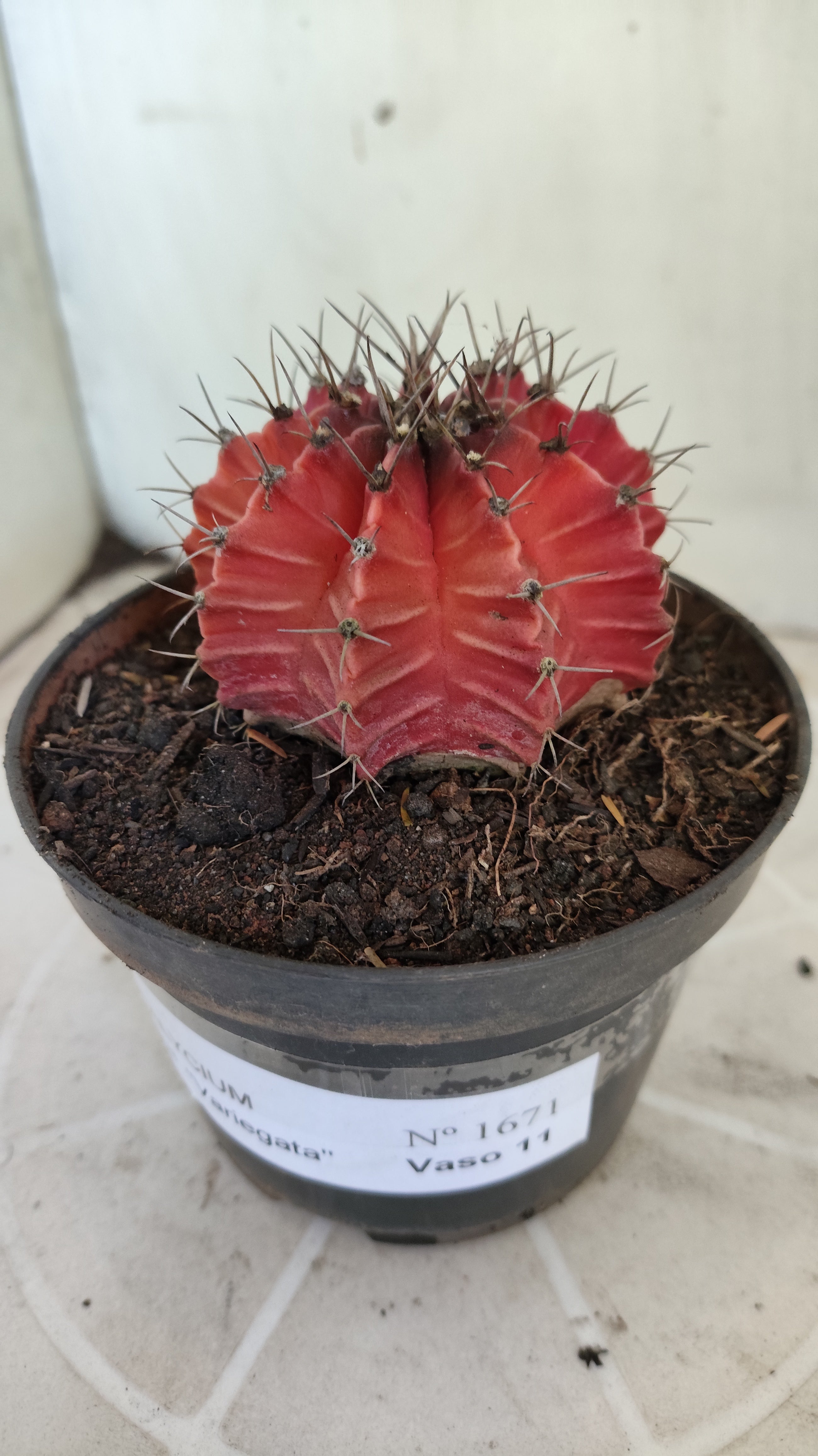 Matriz GYMNOCALYCIUM Mihanovichii Variegata Nº 1671 – vaso 11