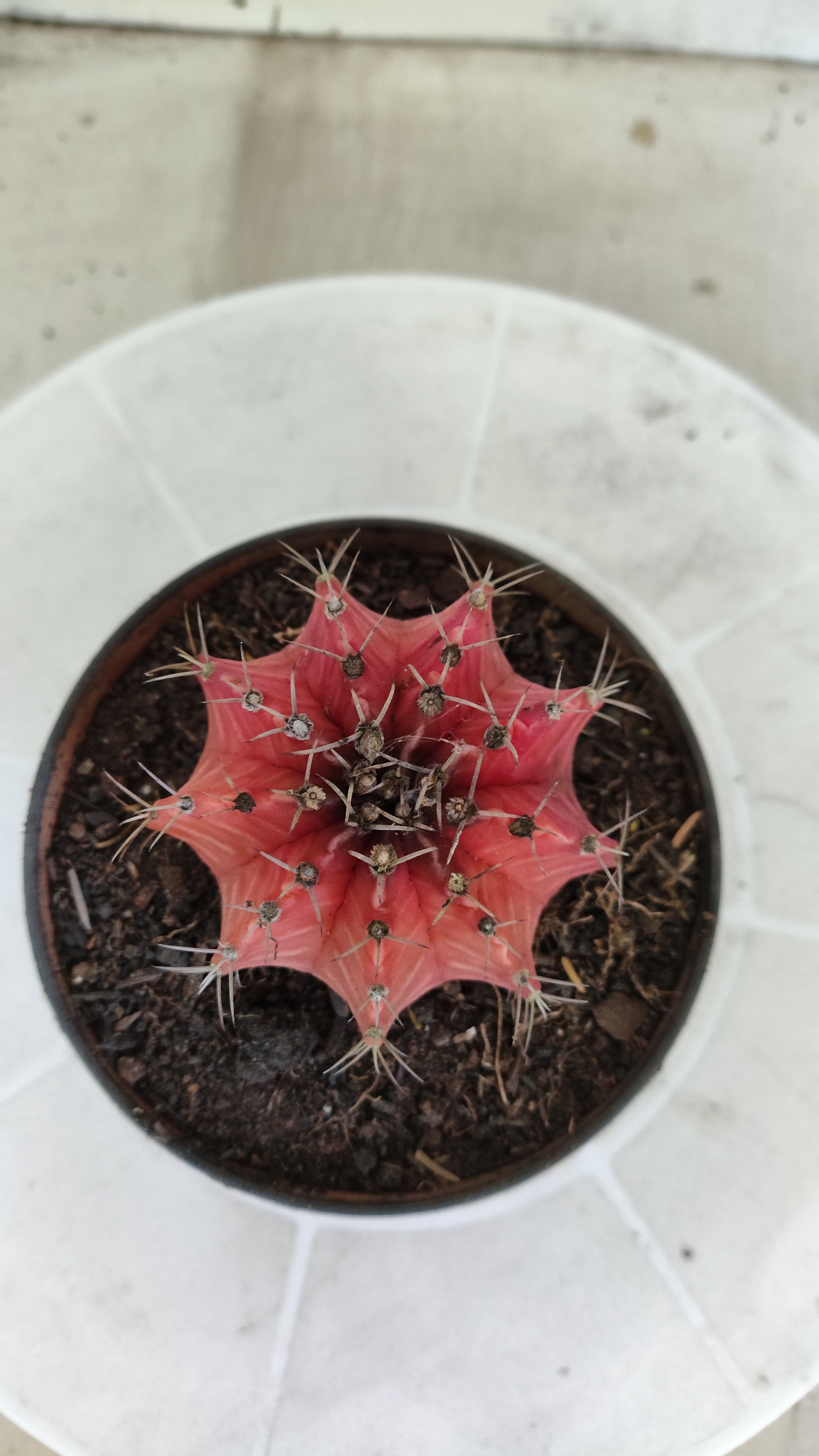 Matriz GYMNOCALYCIUM Mihanovichii Variegata Nº 1671 – vaso 11