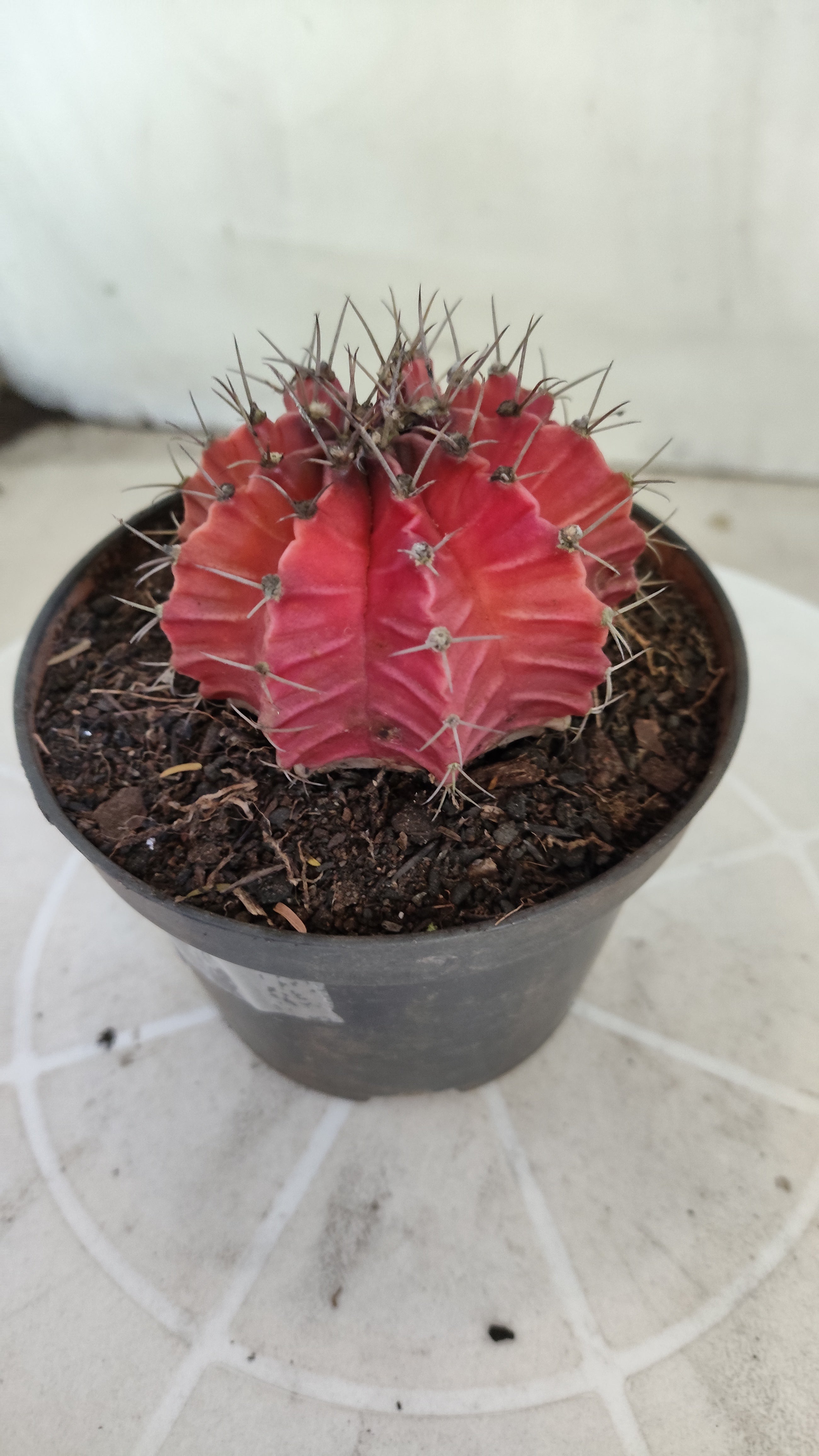 Matriz GYMNOCALYCIUM Mihanovichii Variegata Nº 1671 – vaso 11