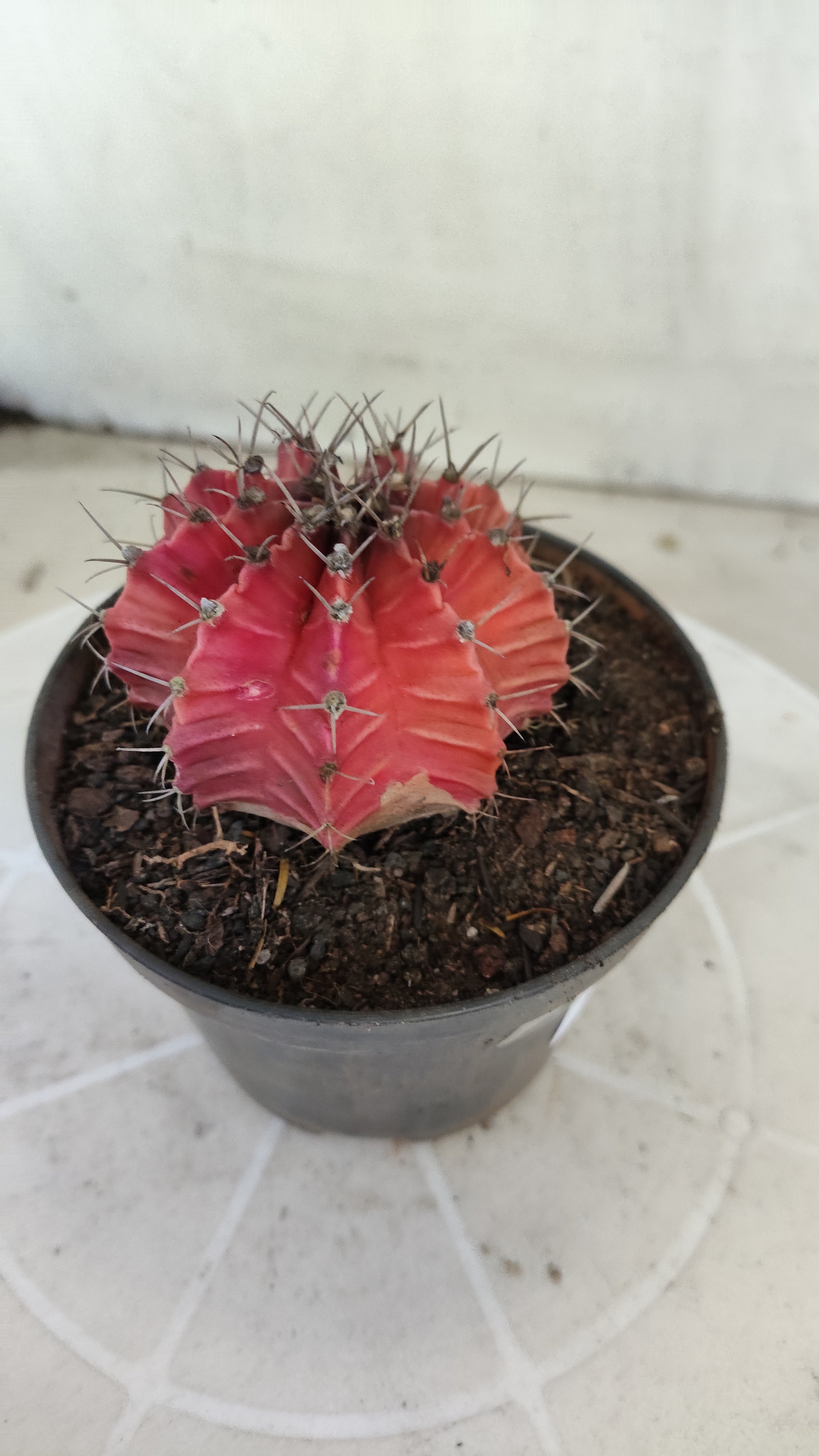 Matriz GYMNOCALYCIUM Mihanovichii Variegata Nº 1671 – vaso 11