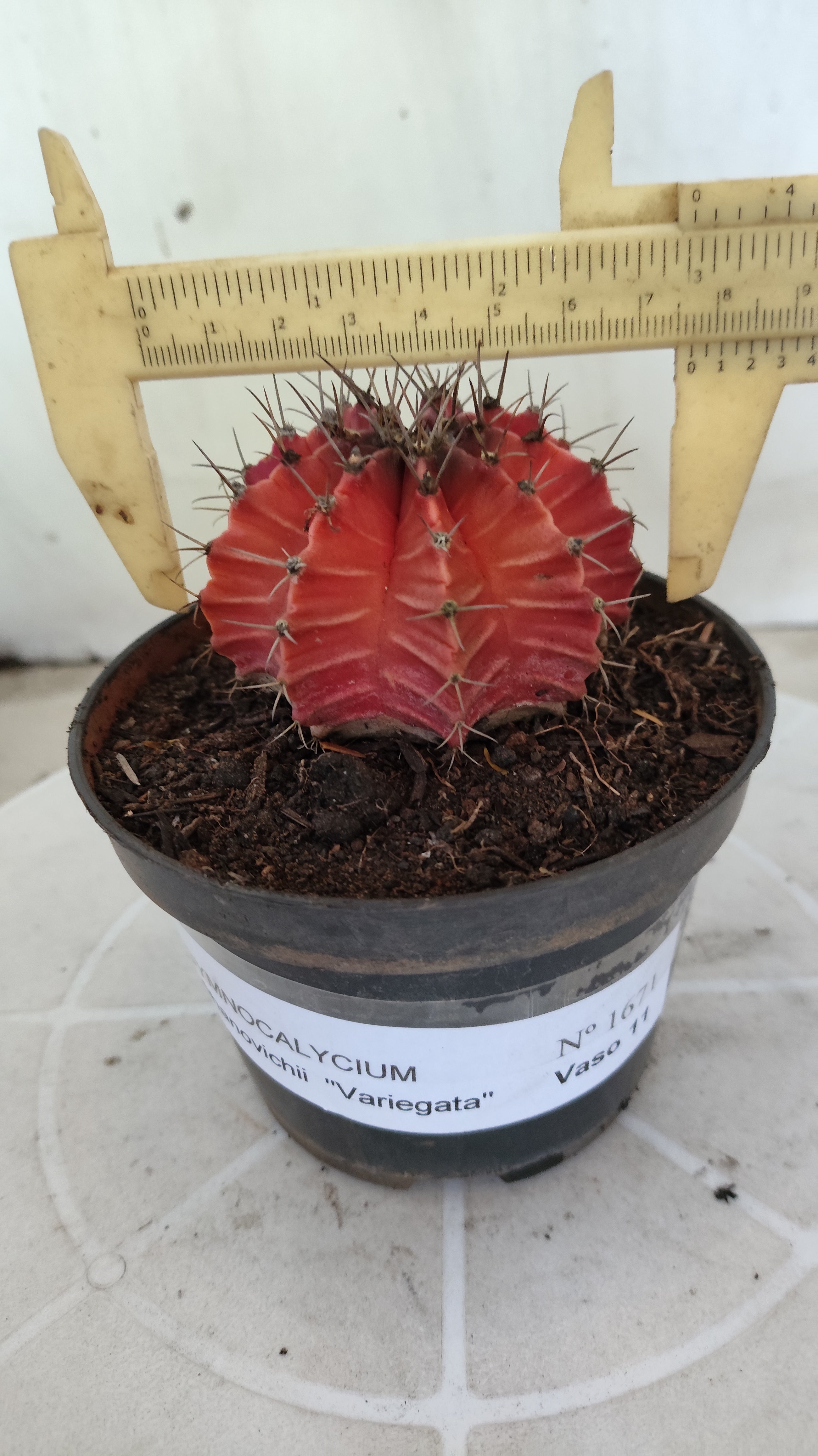 Matriz GYMNOCALYCIUM Mihanovichii Variegata Nº 1671 – vaso 11