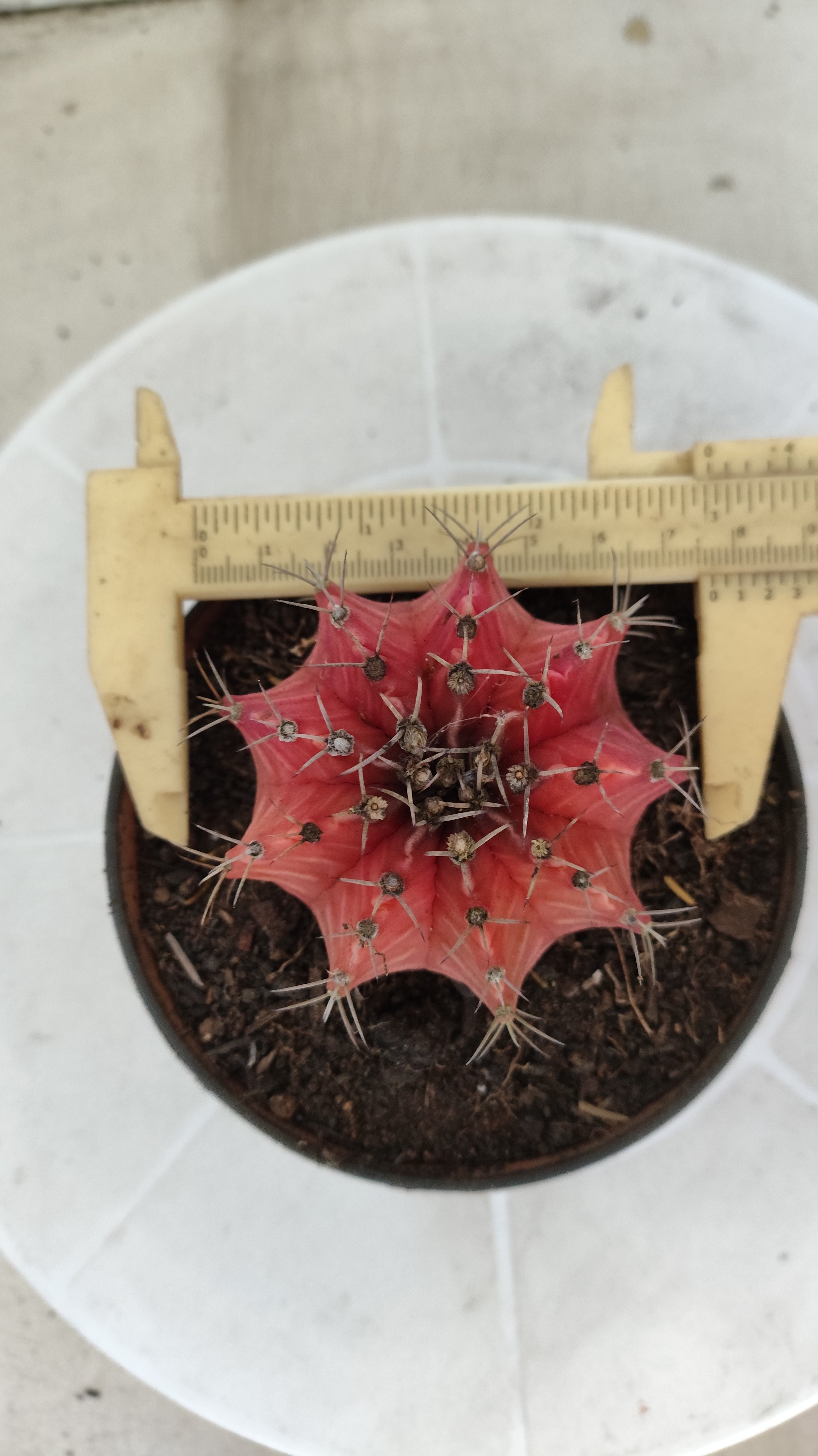Matriz GYMNOCALYCIUM Mihanovichii Variegata Nº 1671 – vaso 11