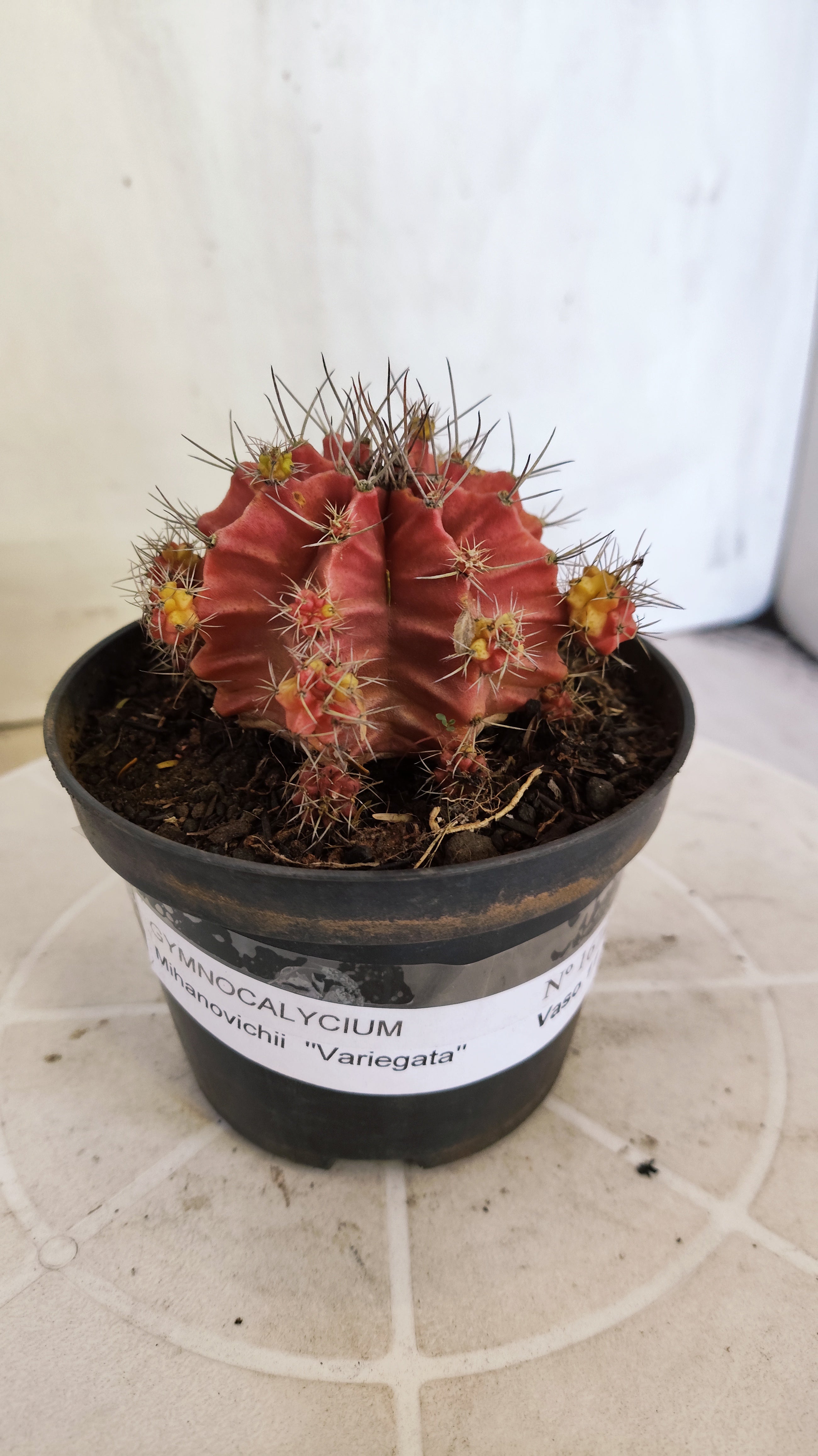 Matriz GYMNOCALYCIUM Mihanovichii Variegata Nº 1673 – vaso 11