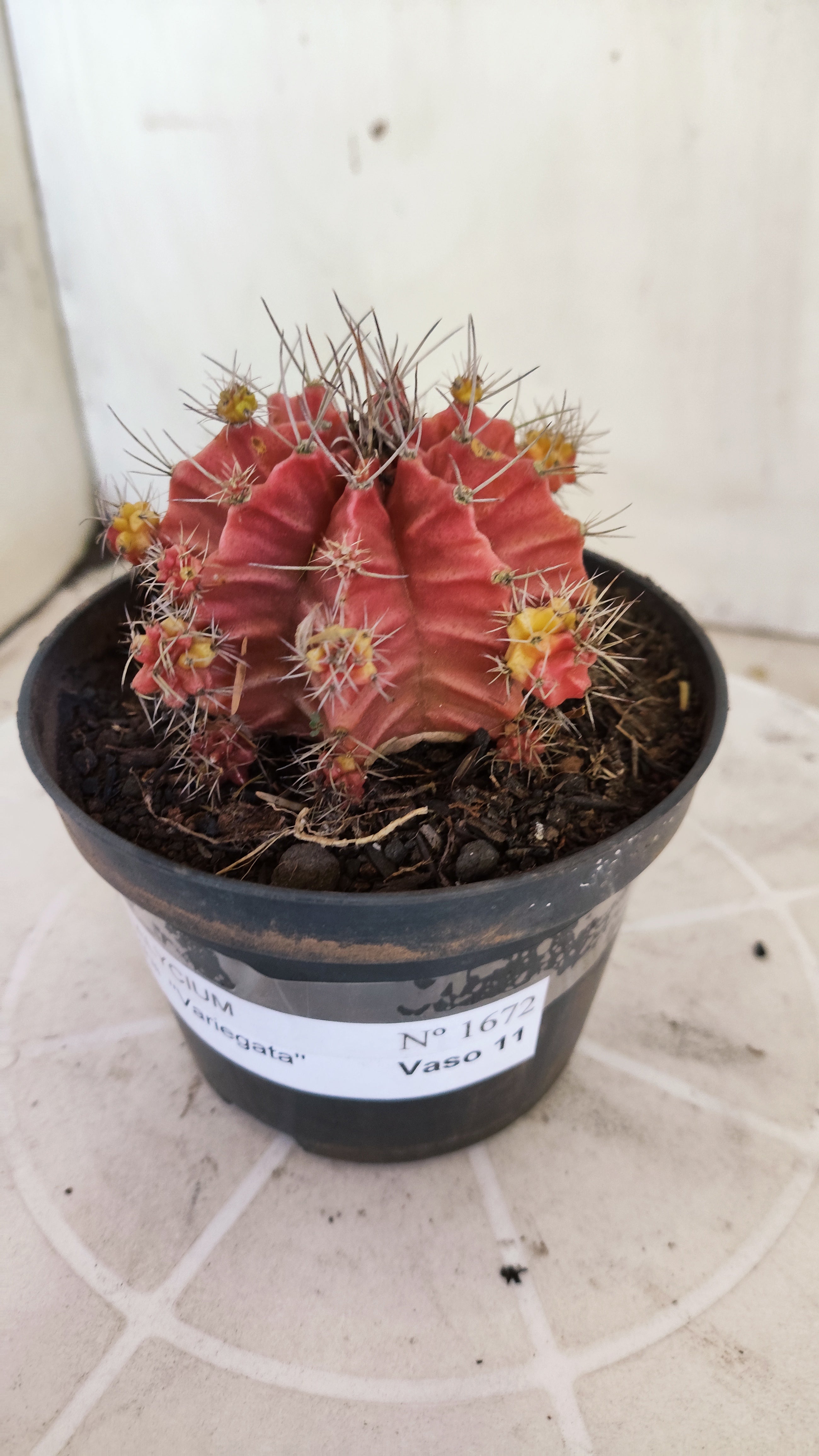 Matriz GYMNOCALYCIUM Mihanovichii Variegata Nº 1673 – vaso 11