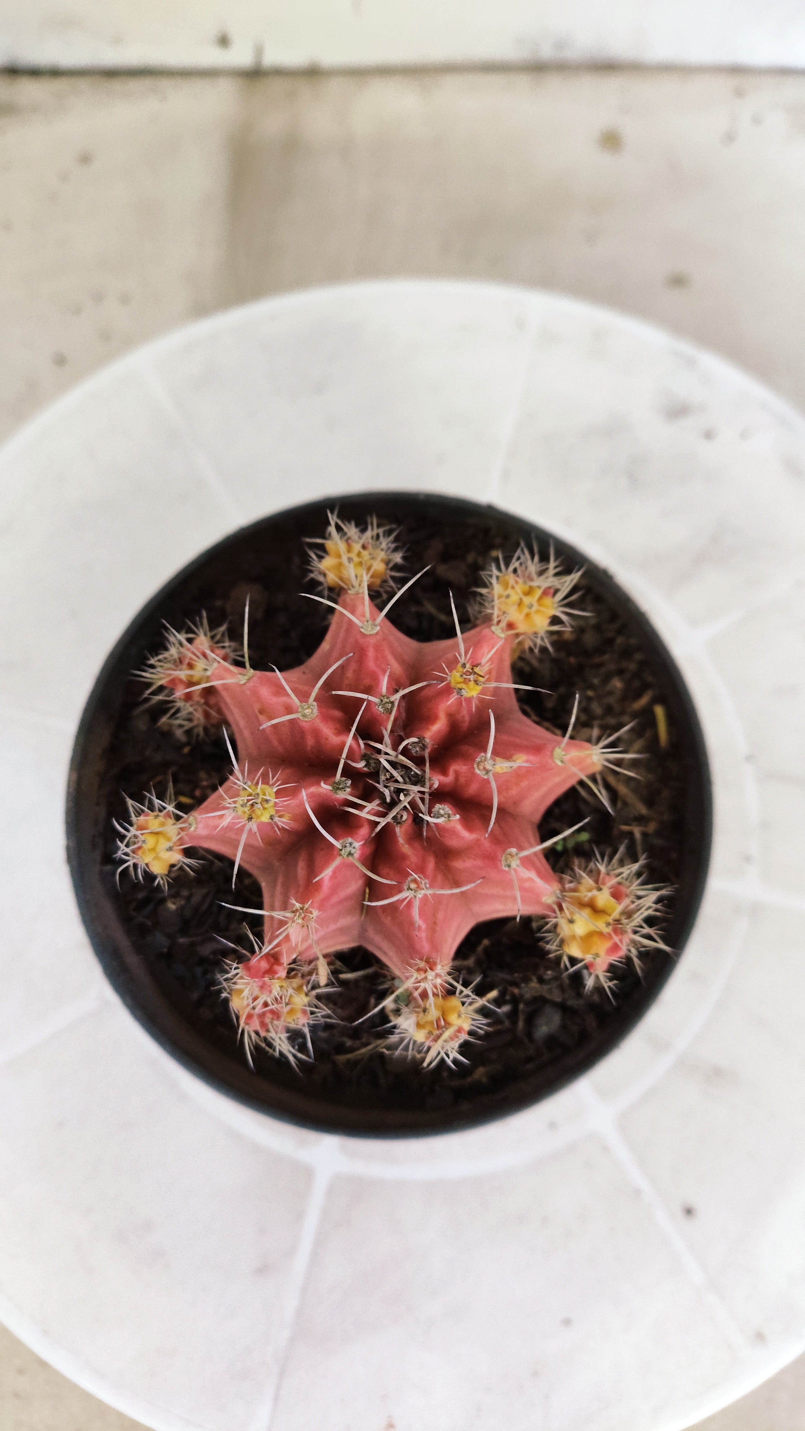 Matriz GYMNOCALYCIUM Mihanovichii Variegata Nº 1673 – vaso 11