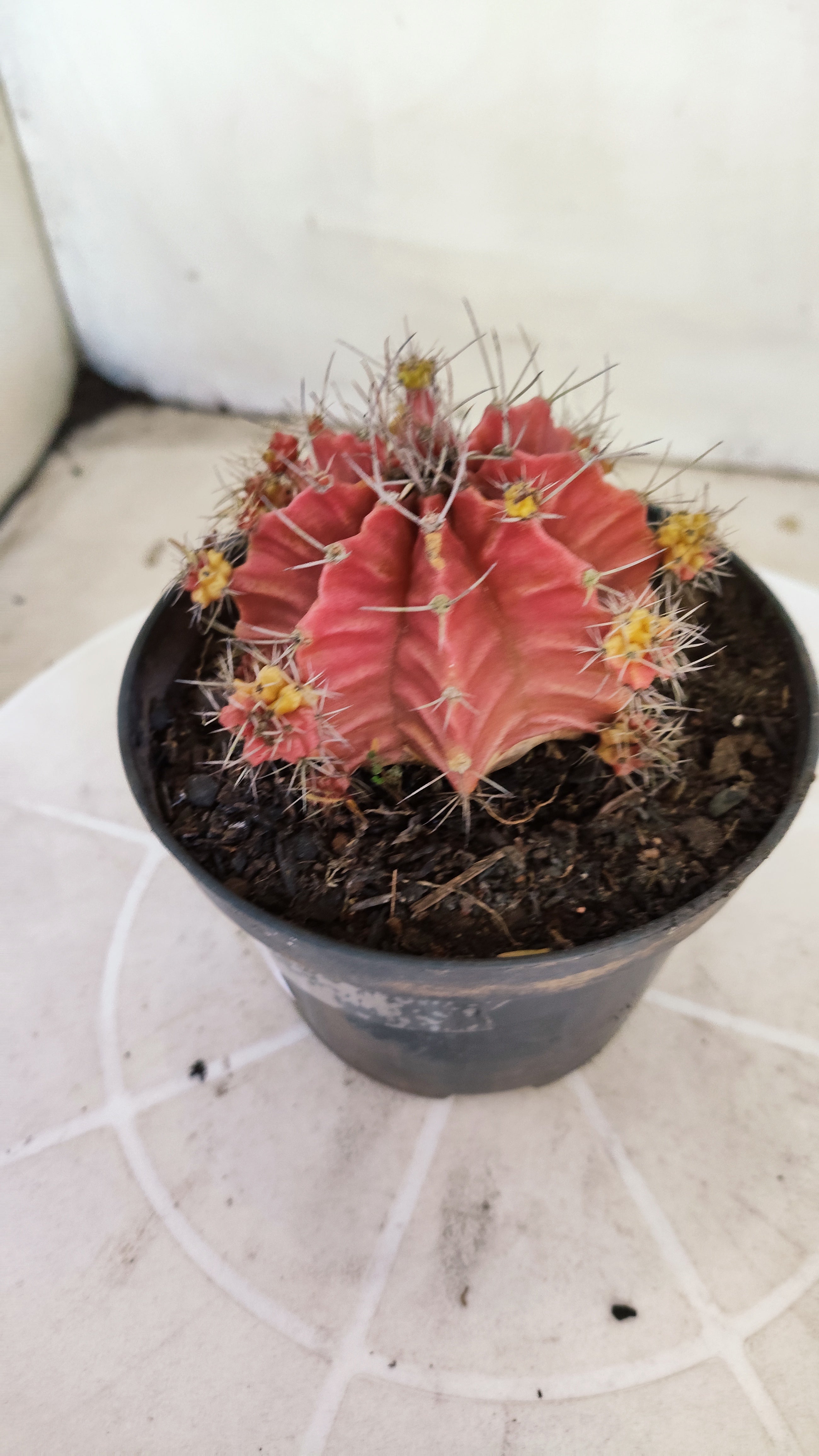 Matriz GYMNOCALYCIUM Mihanovichii Variegata Nº 1673 – vaso 11