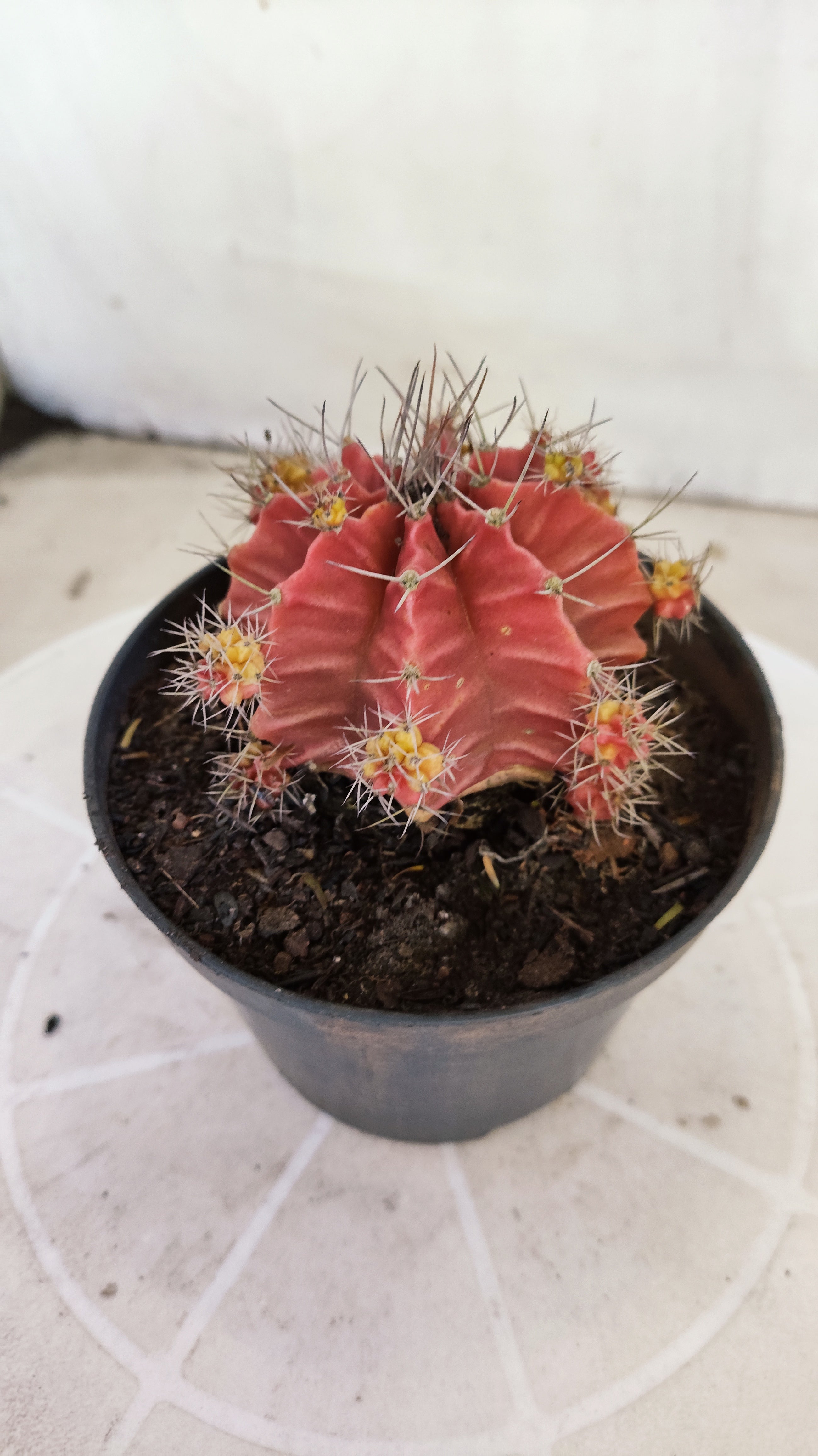 Matriz GYMNOCALYCIUM Mihanovichii Variegata Nº 1673 – vaso 11